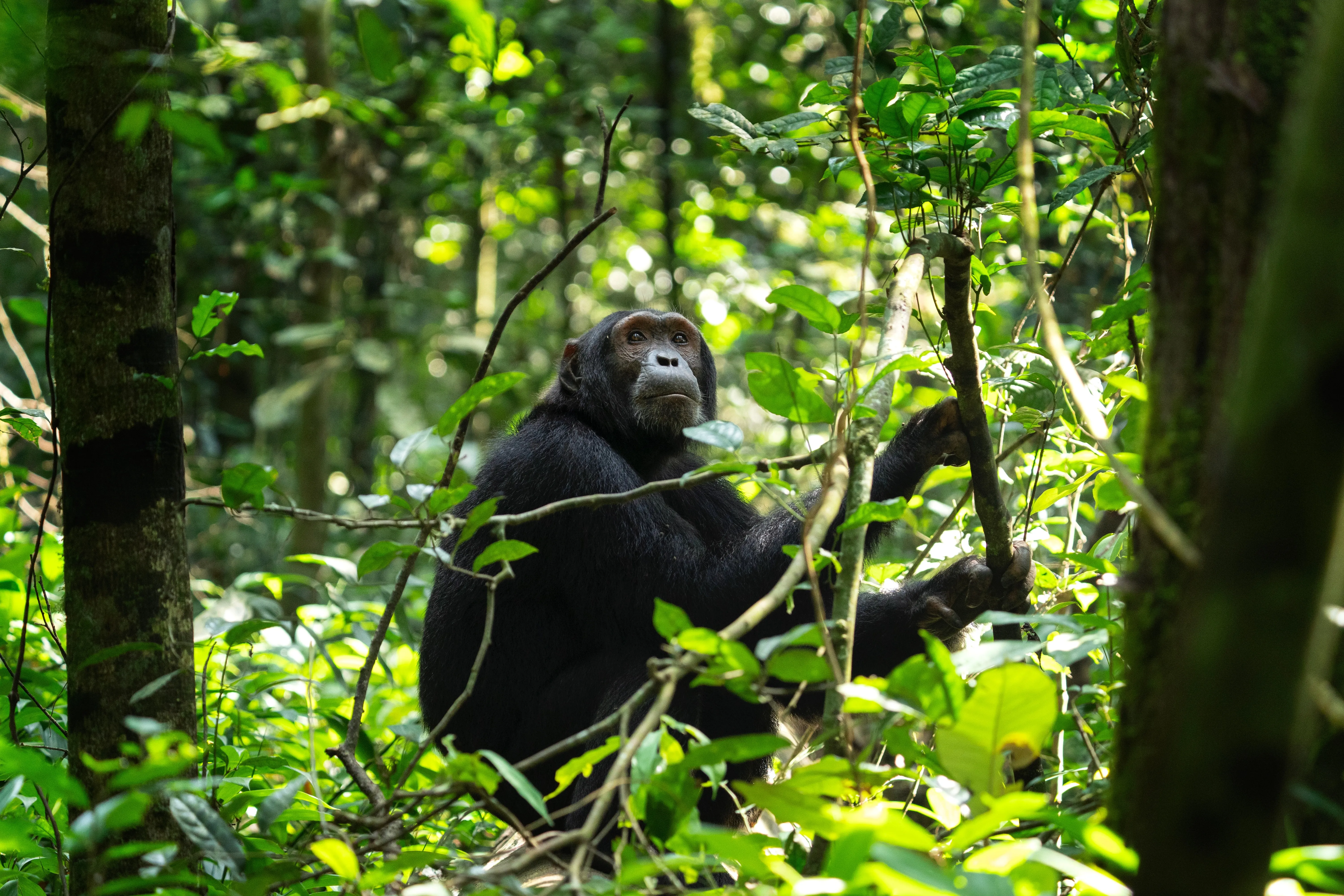 Kibale National Park