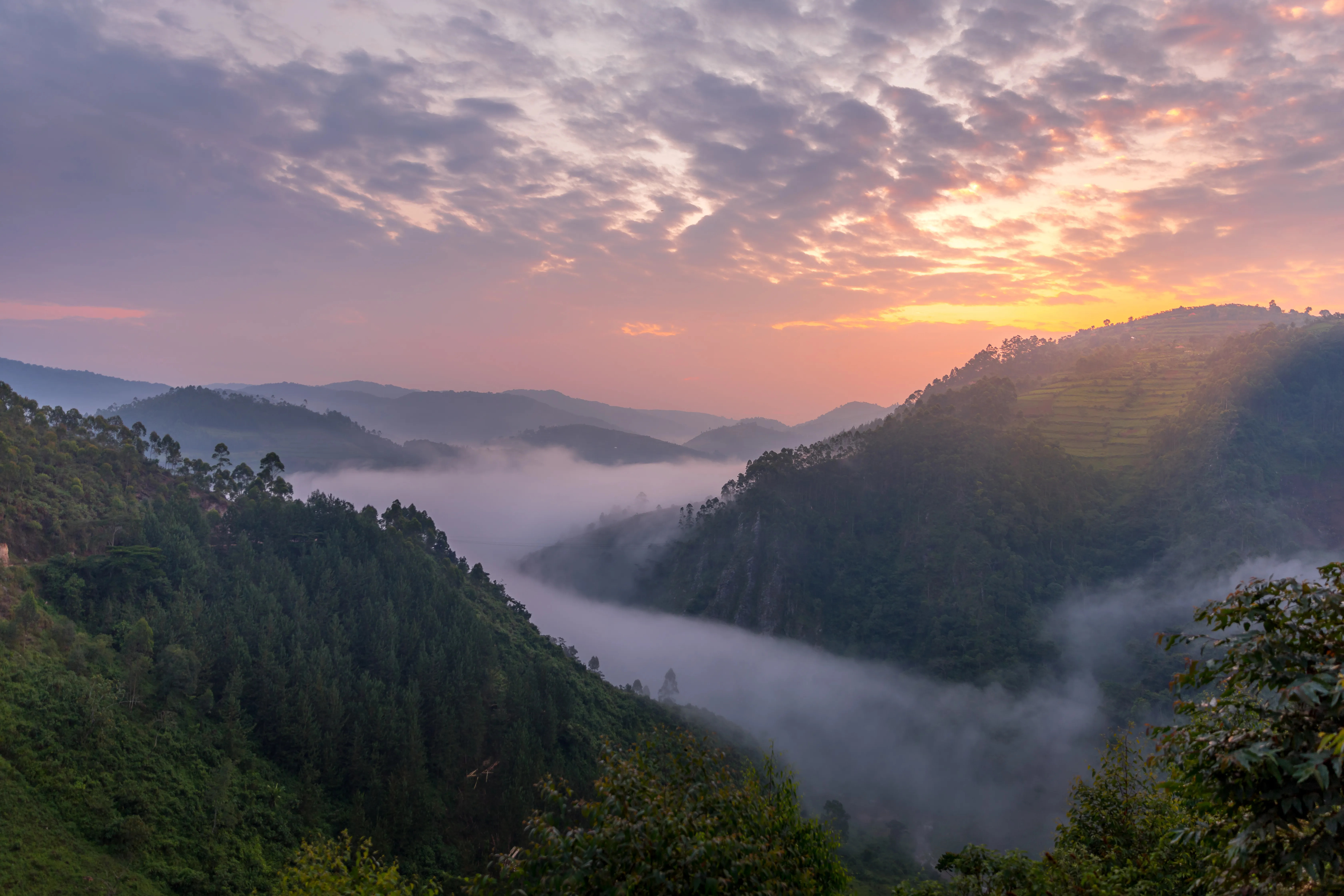 Bwindi Impenetrable National Park