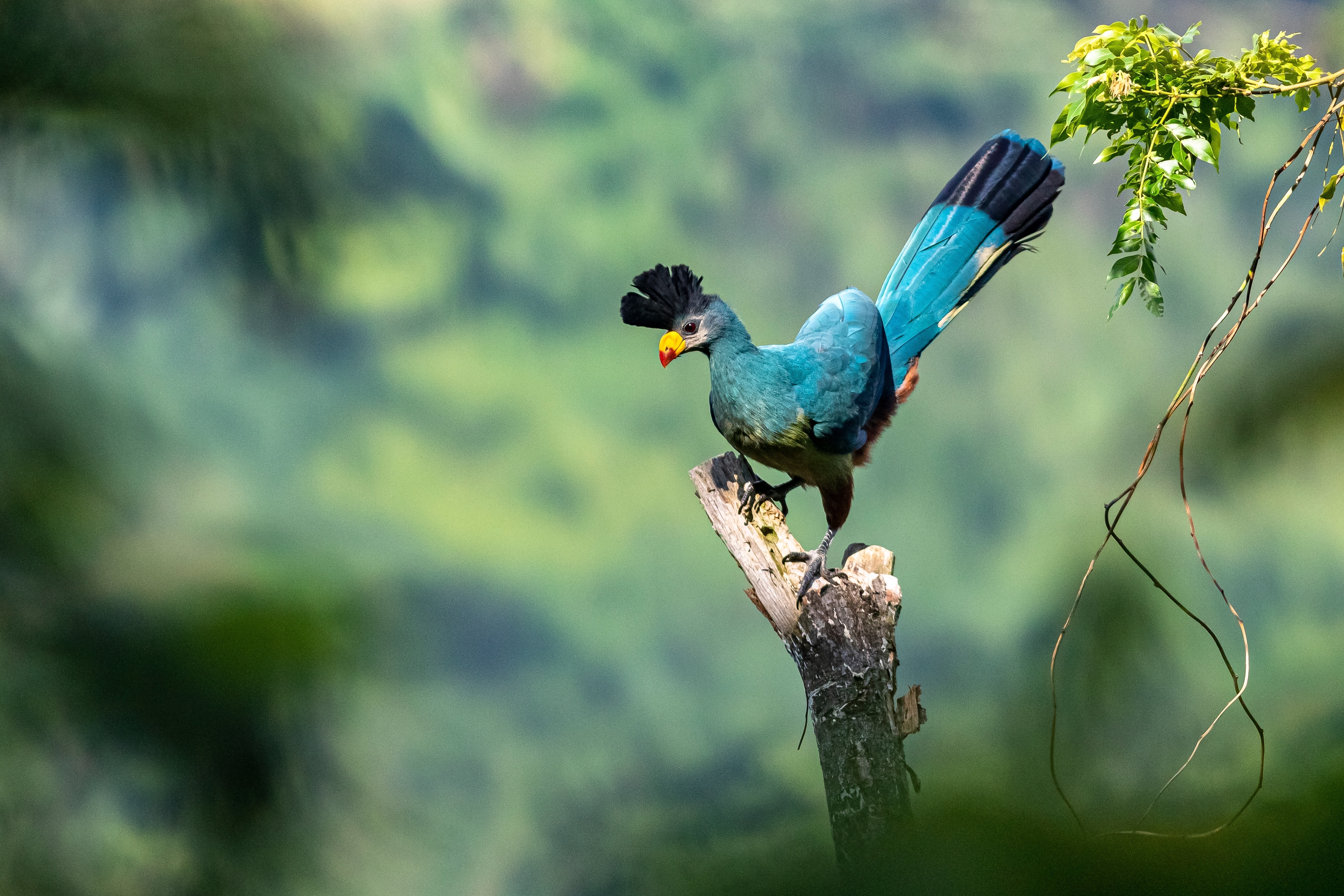 Bugoma Forest Reserve