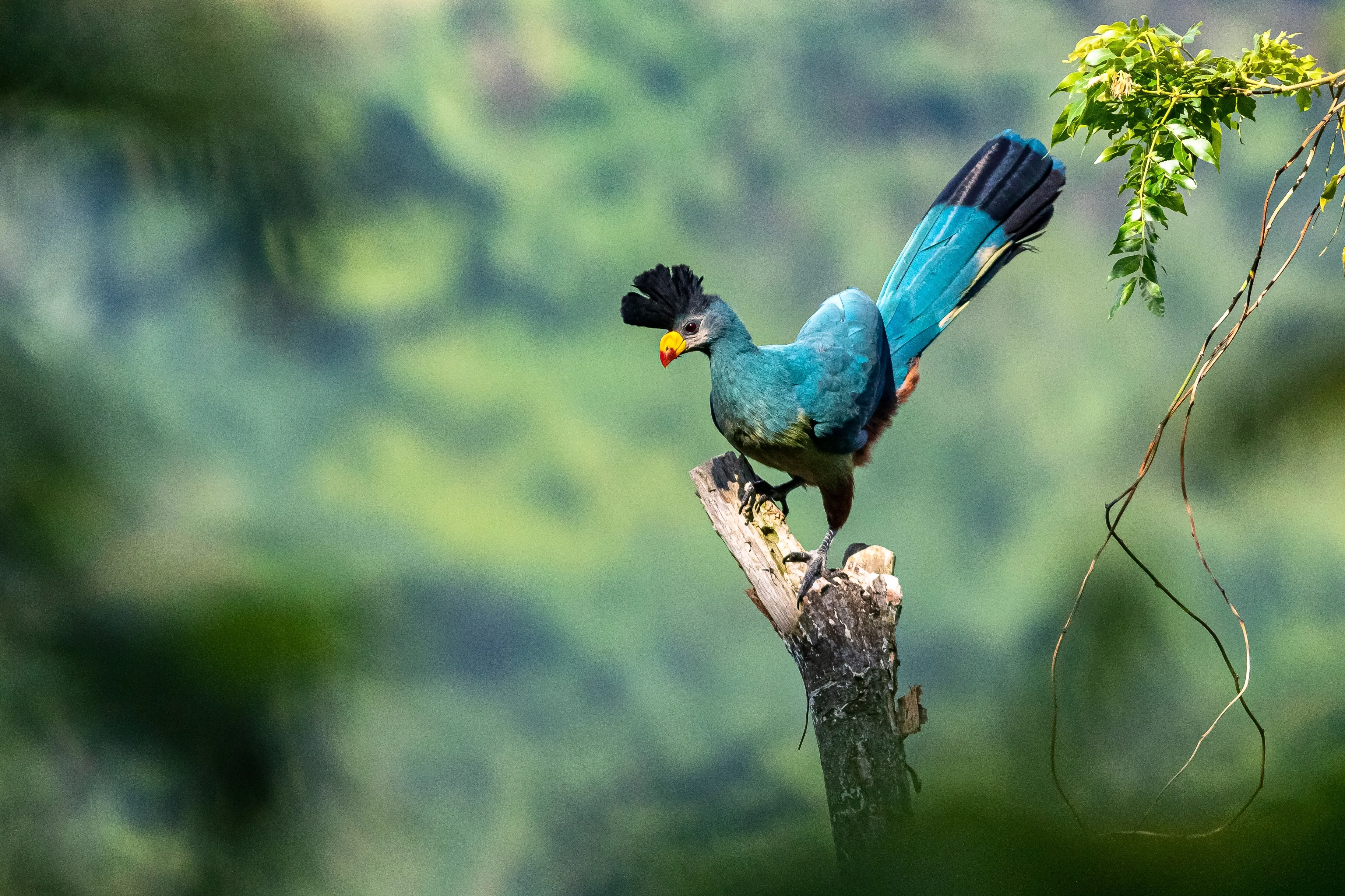 Bugoma Forest Reserve