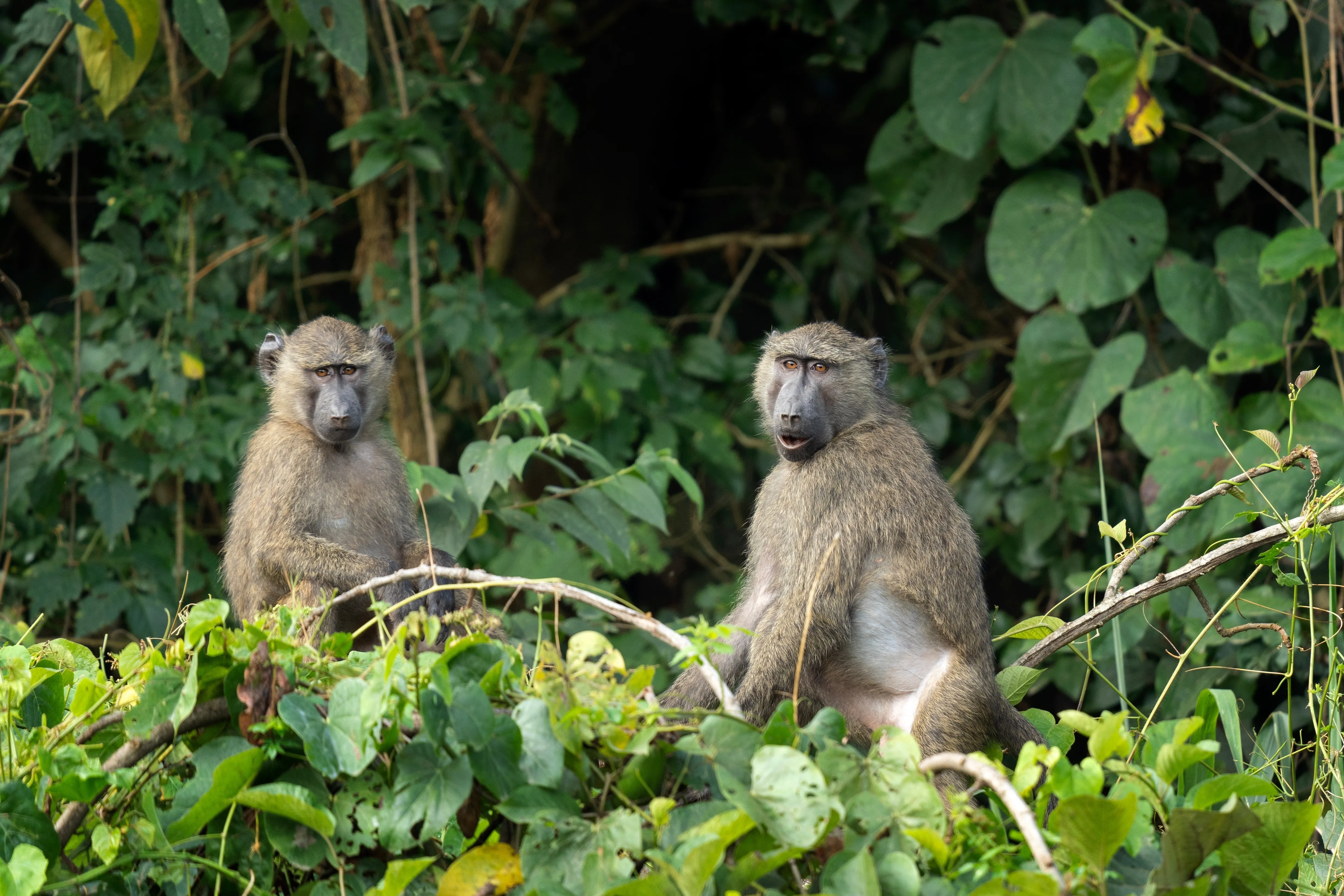 Budongo Forest