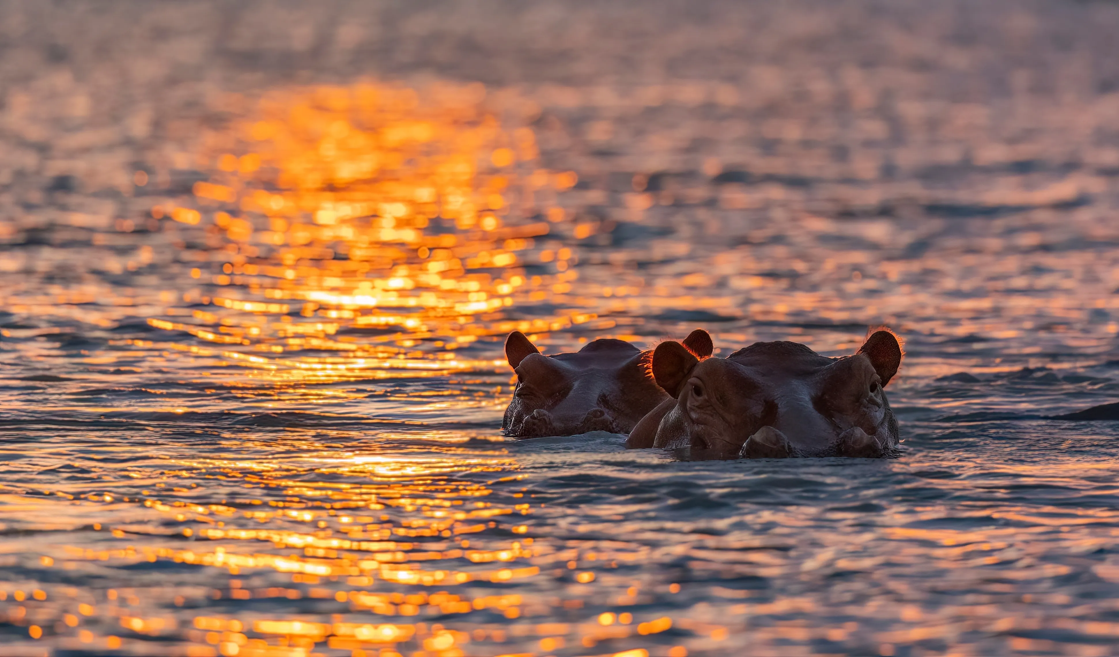 Ruaha National Park