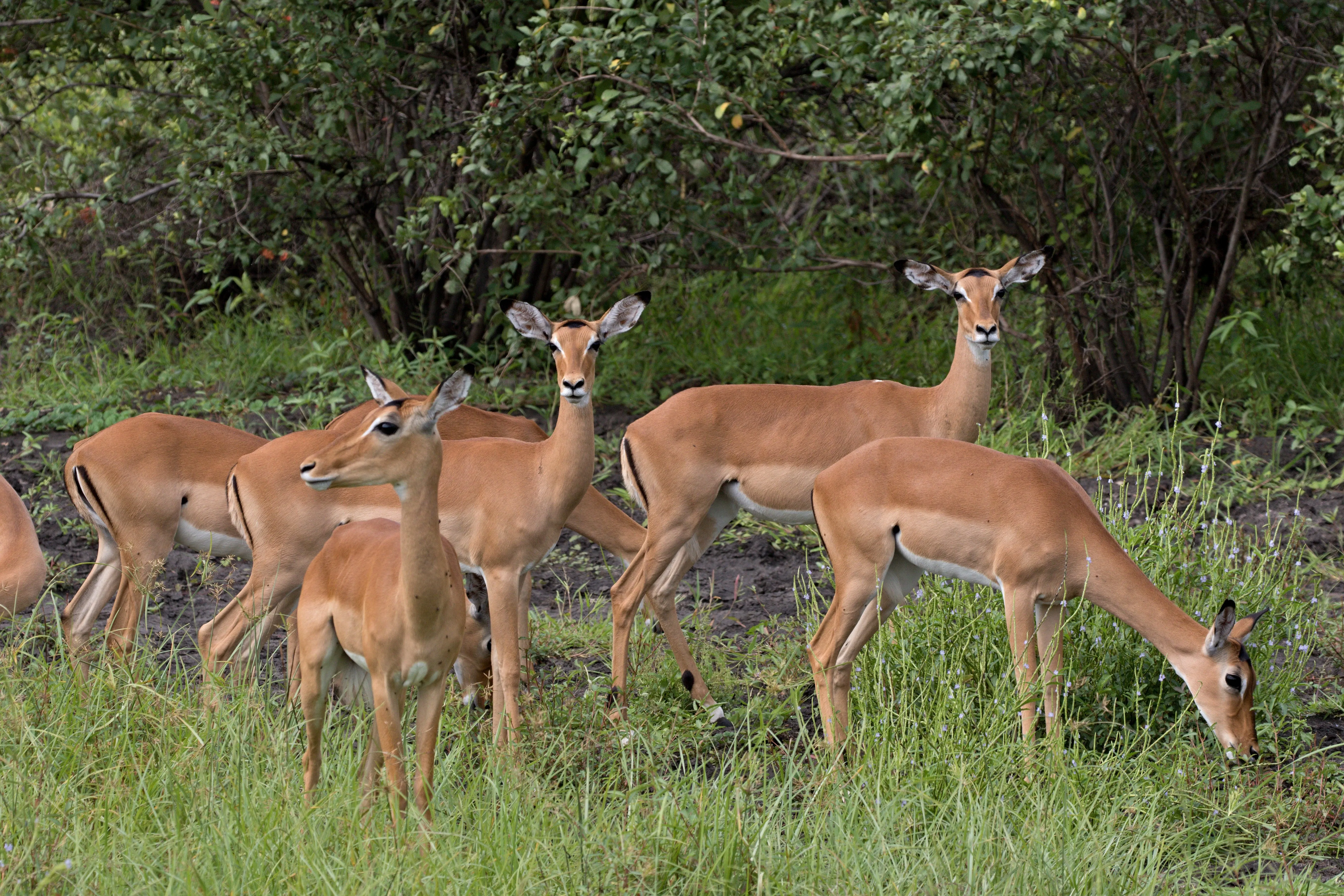 Nyerere (Selous) National Park