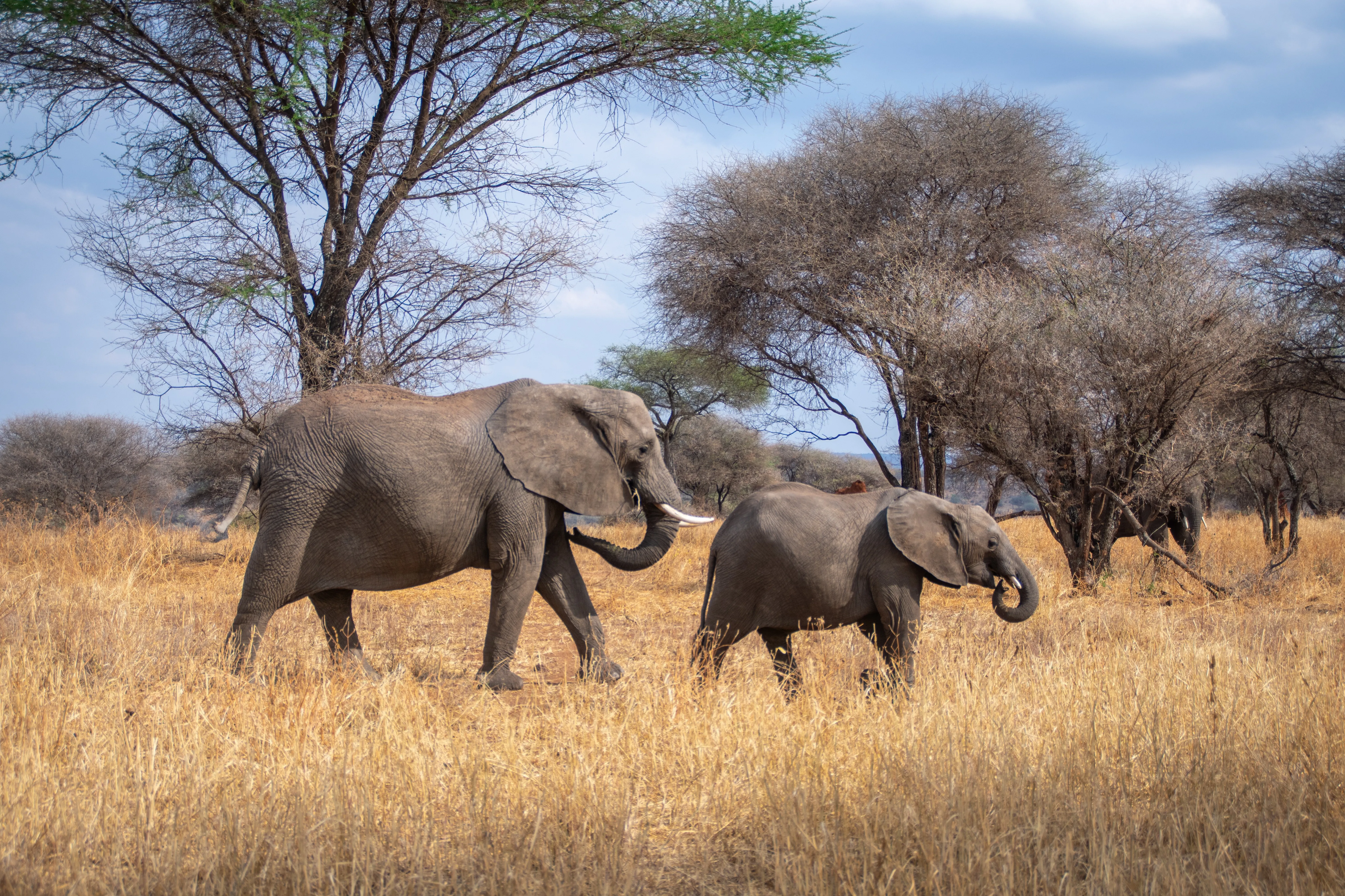 Parc National de Tarangire