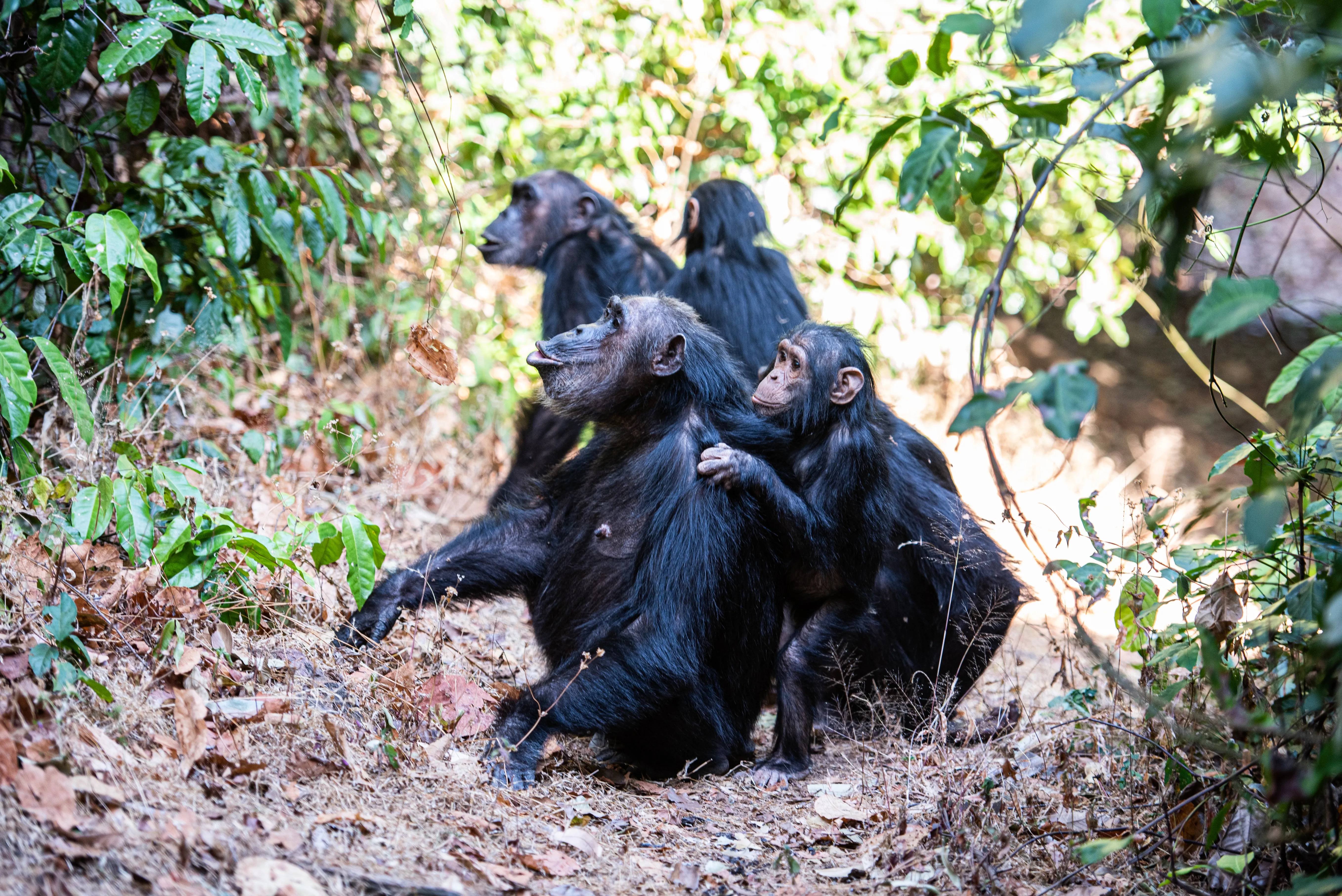 Gombe National Park