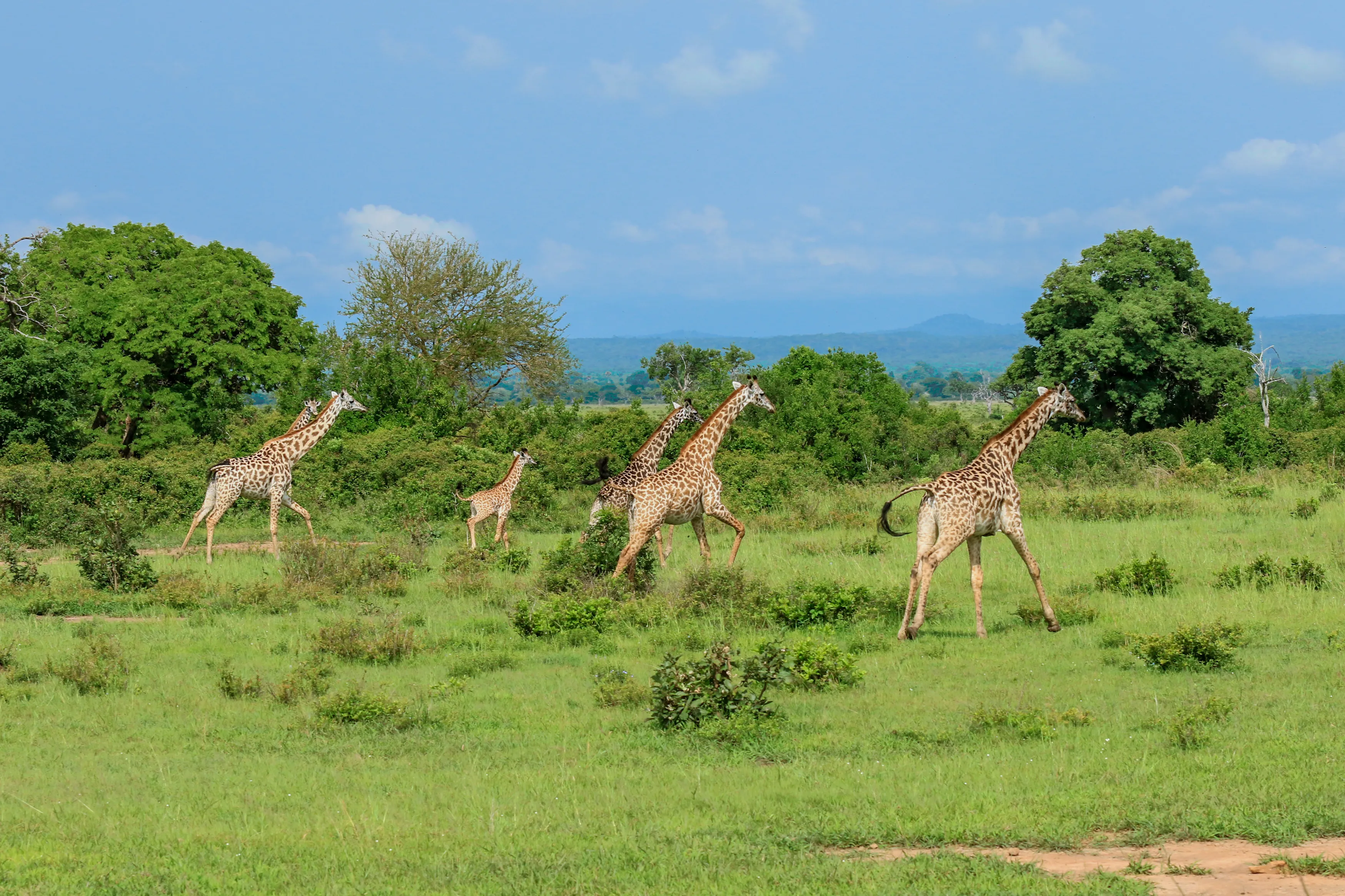 Mikumi National Park