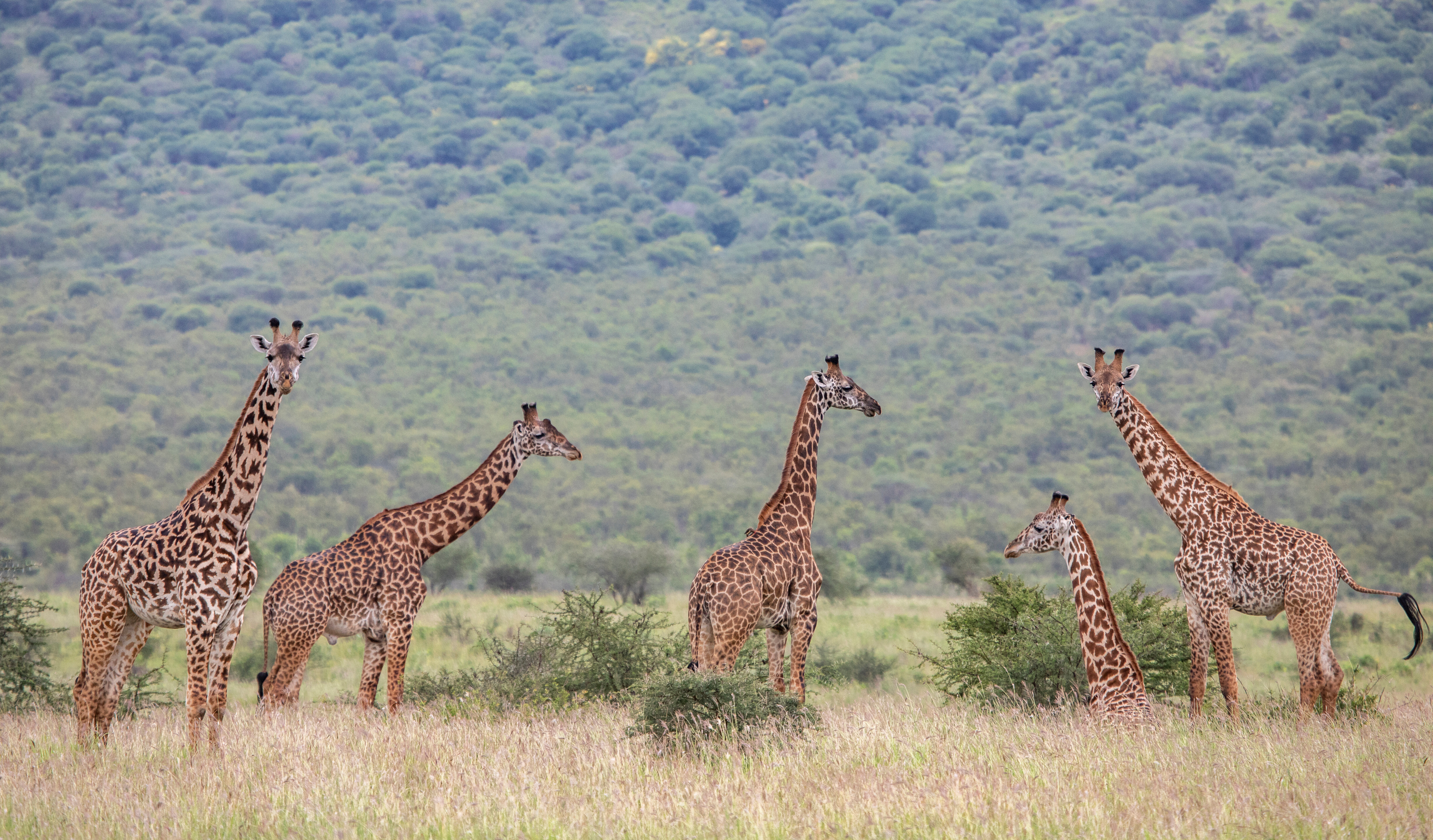 Mkomazi National Park