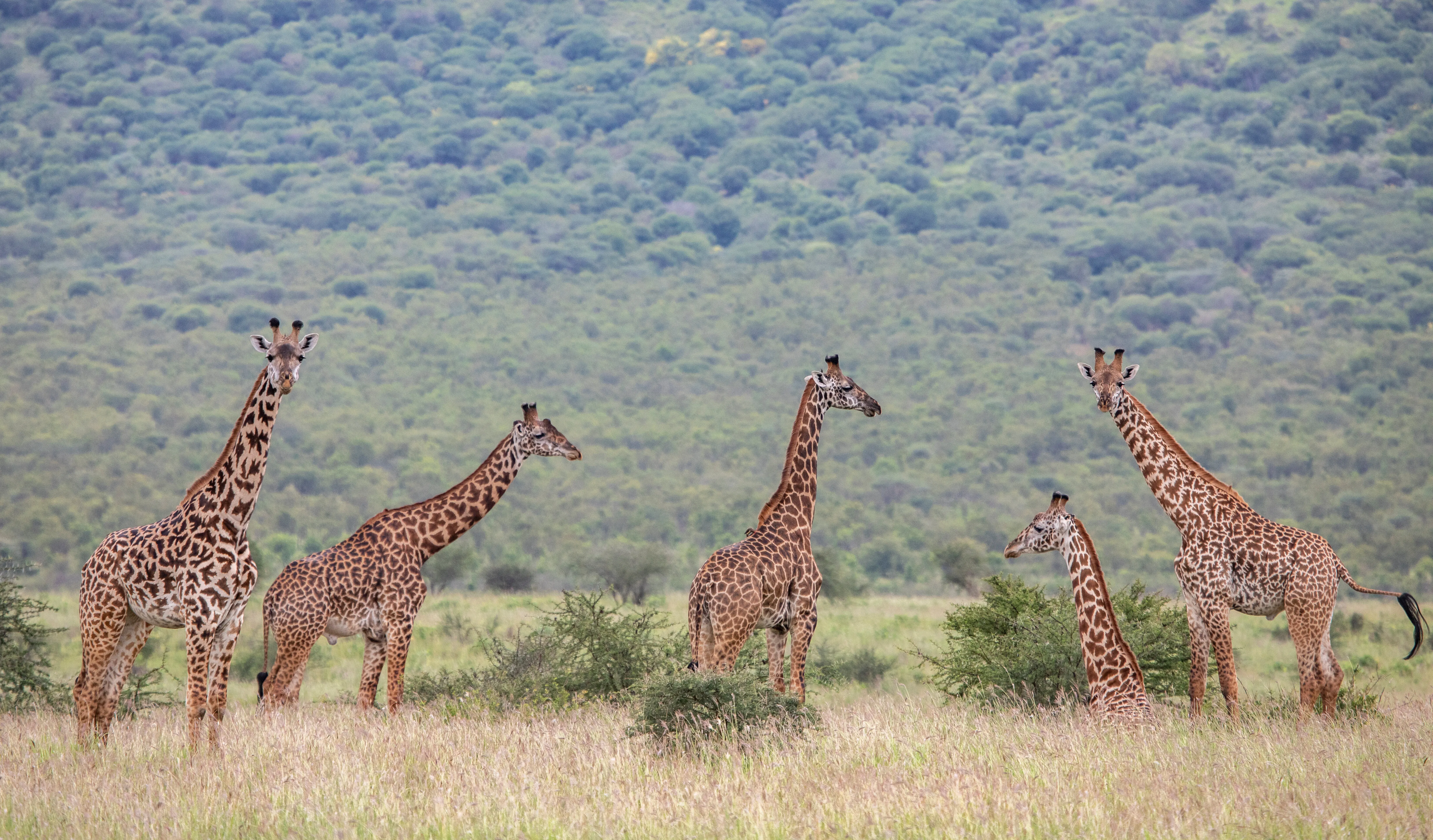 Mkomazi National Park
