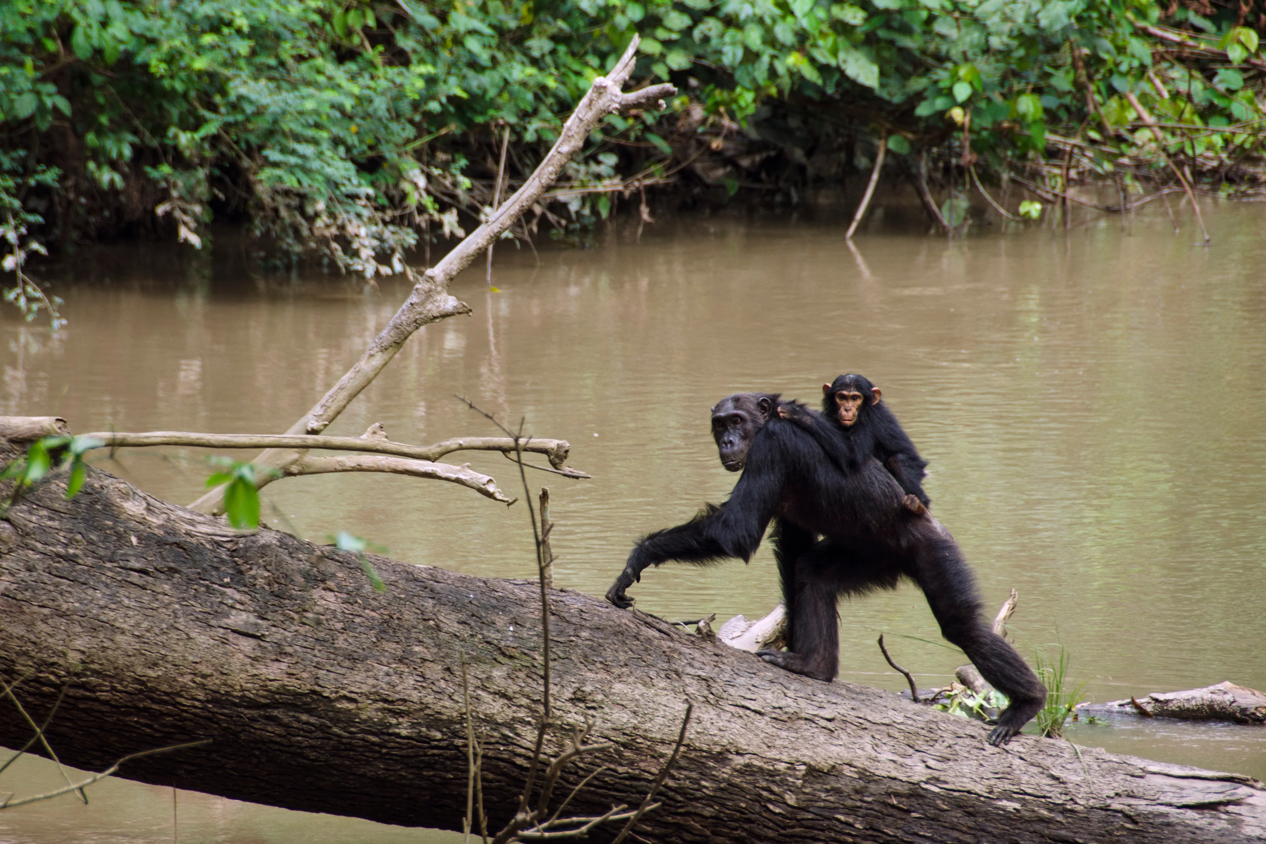 Rubondo Island National Park