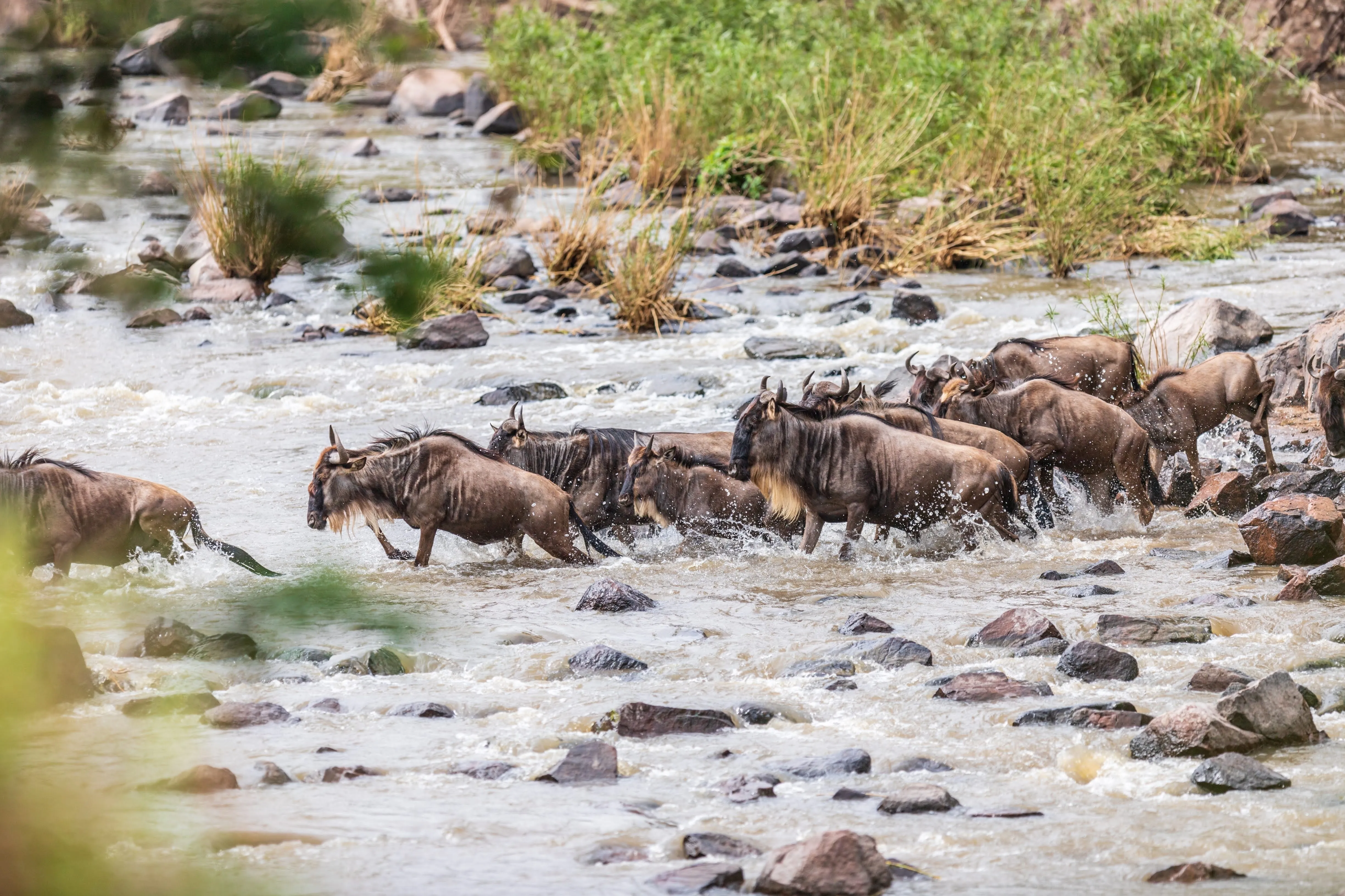 Grumeti Game Reserve