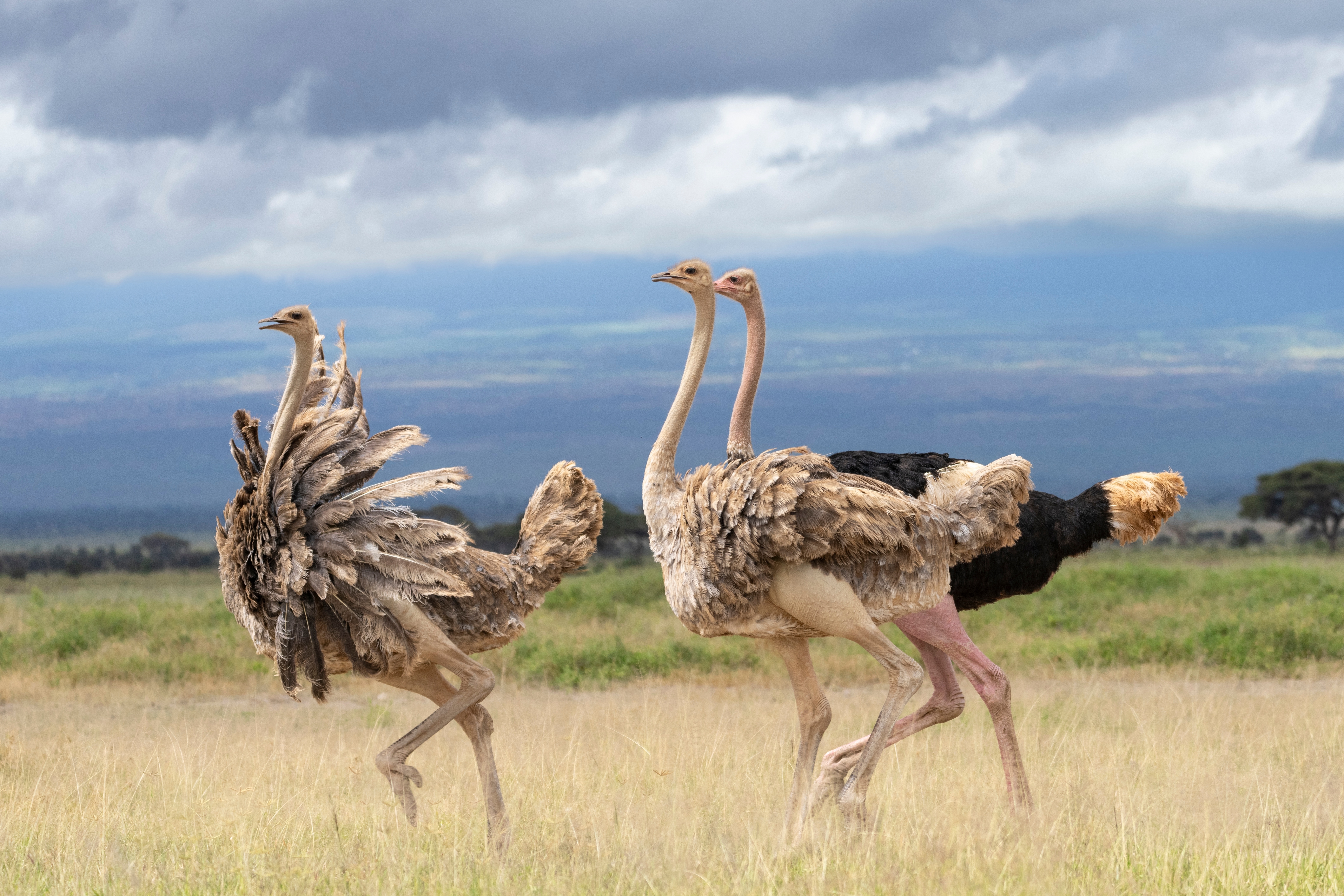 Amboseli National Park