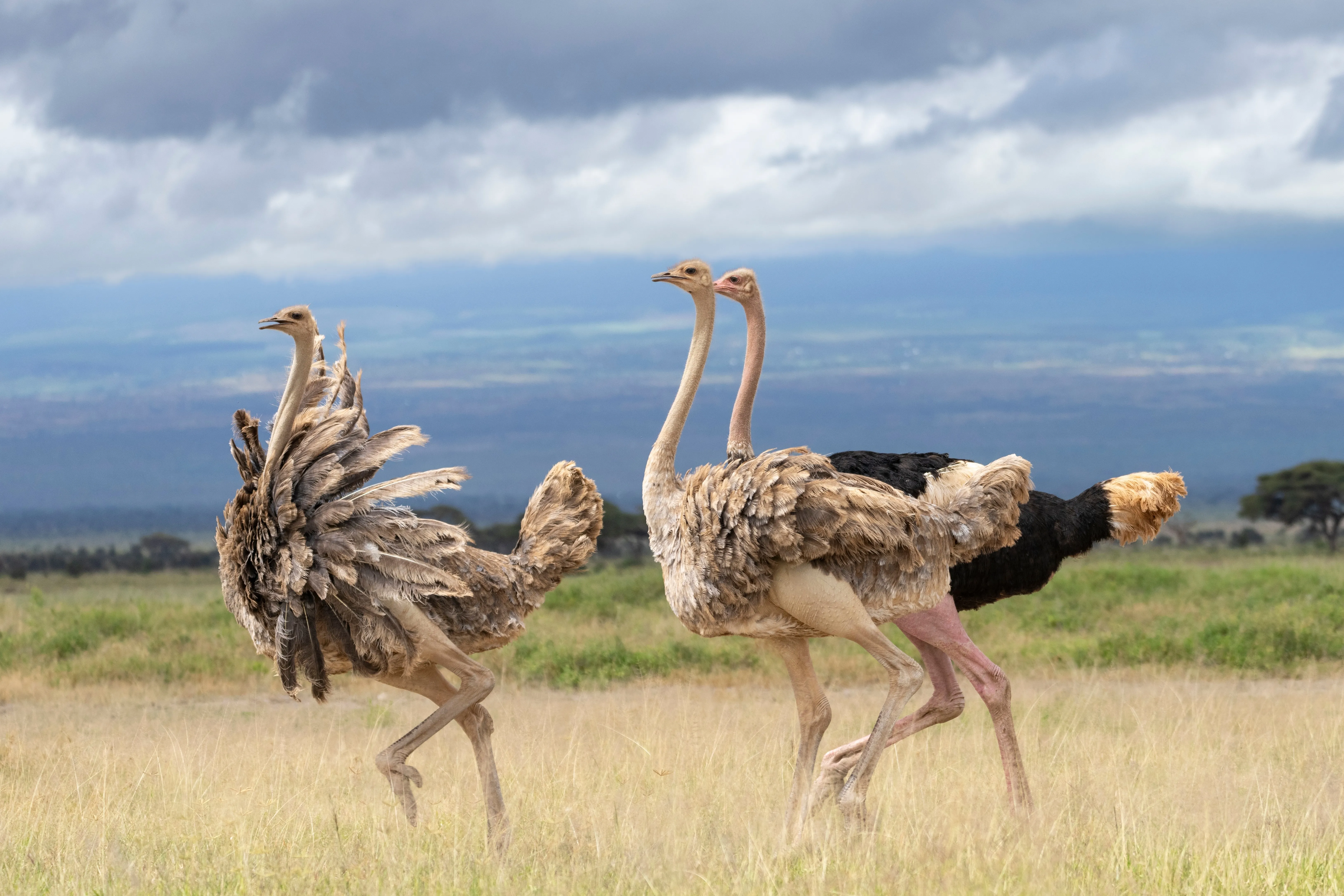 Amboseli National Park