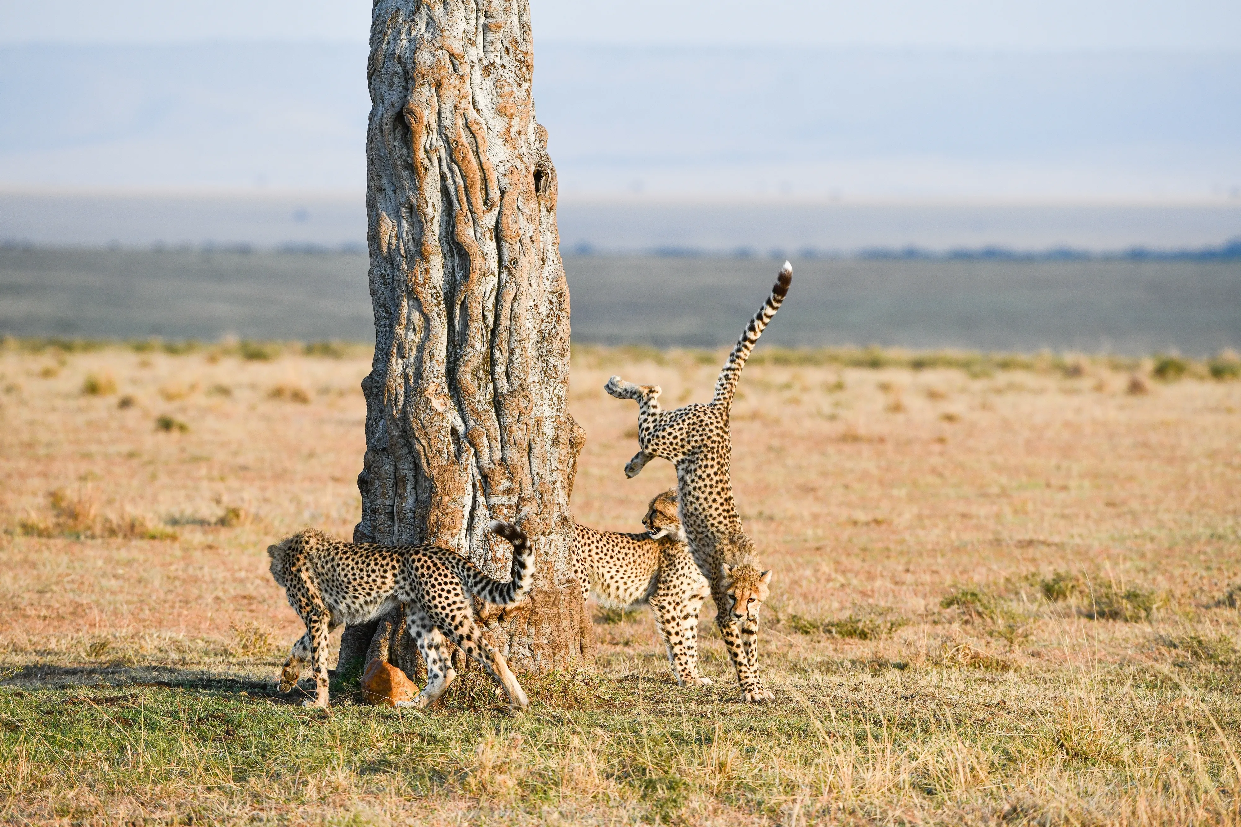 Masai Mara National Reserve