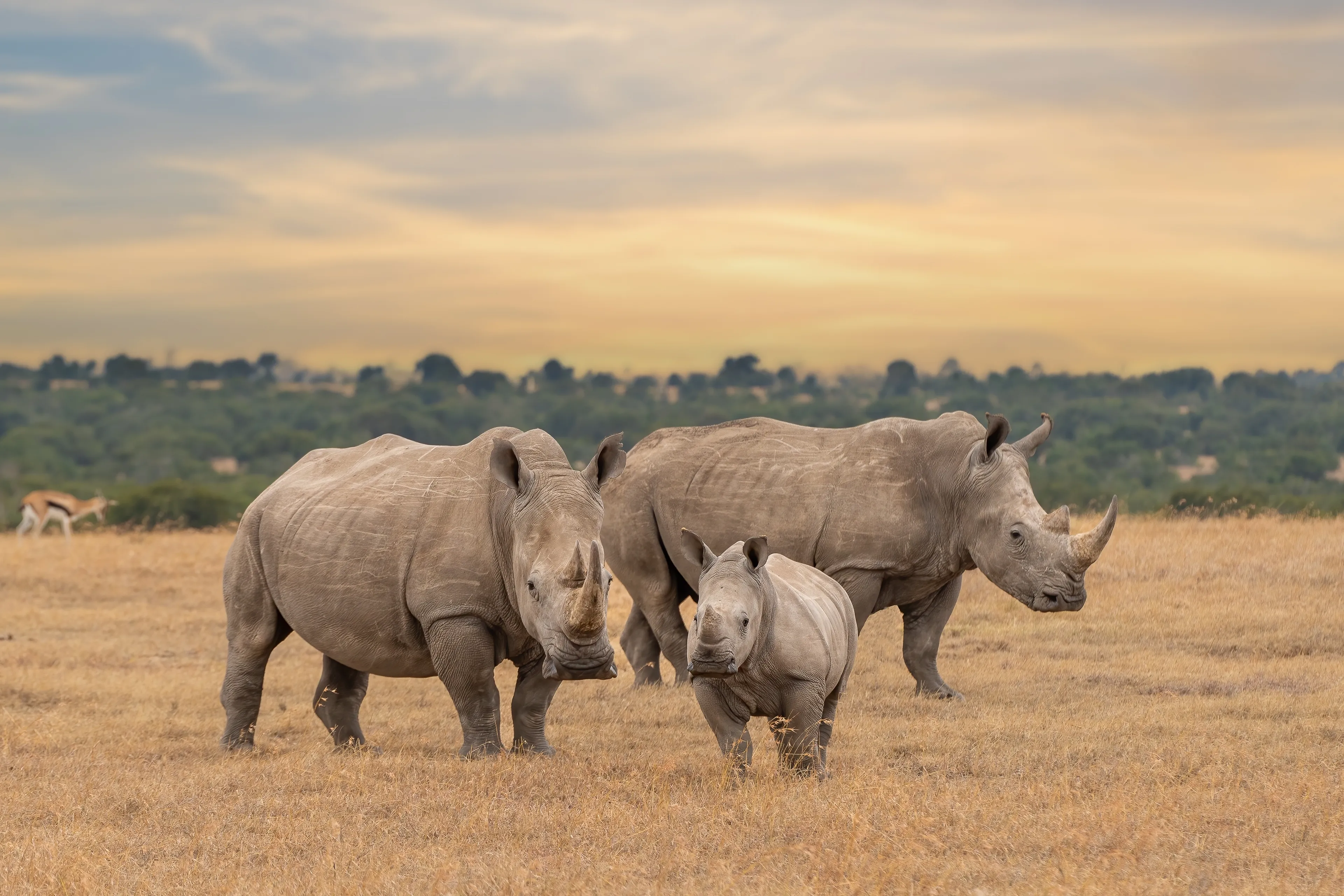 Ol Pejeta Conservancy