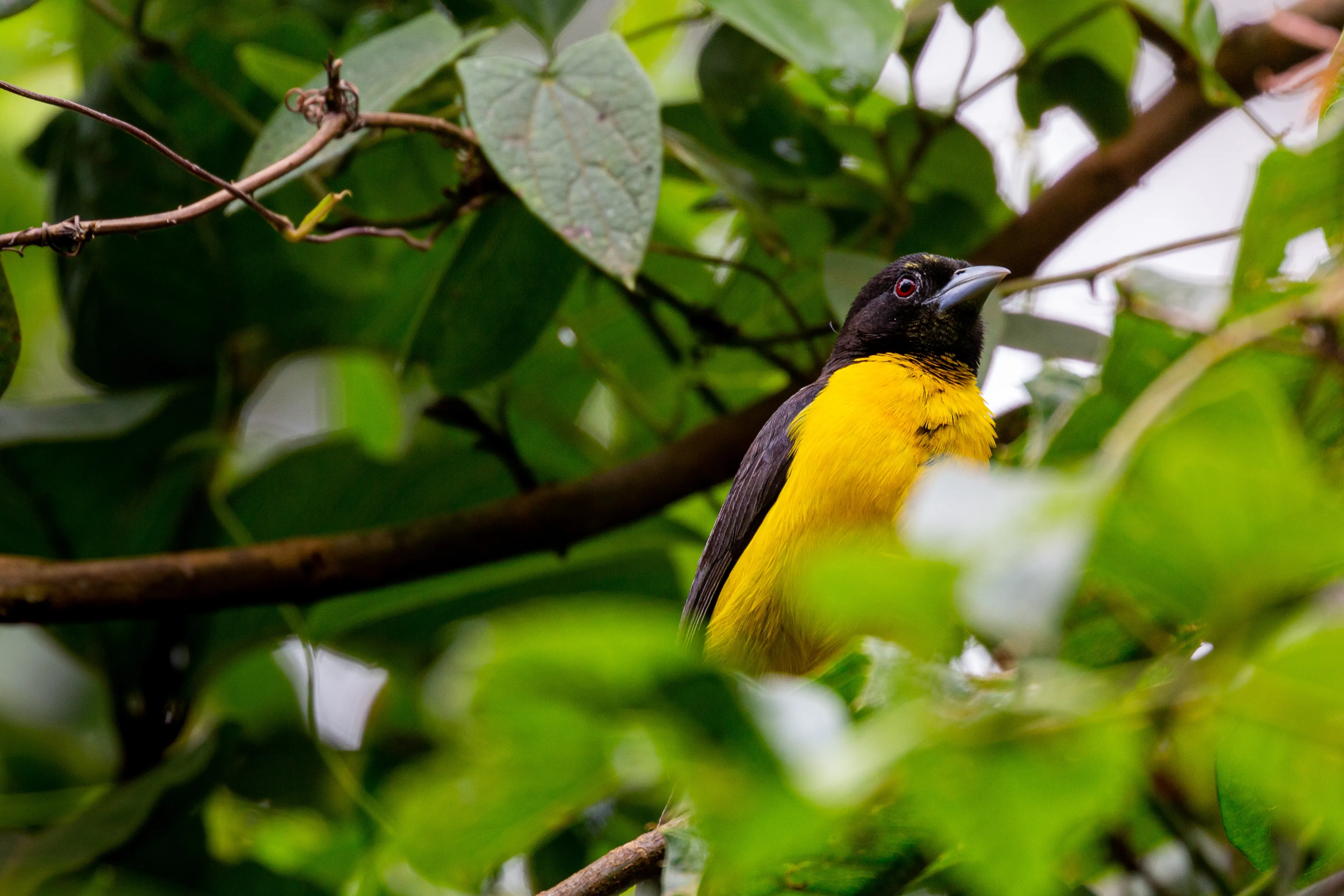 Kakamega Forest