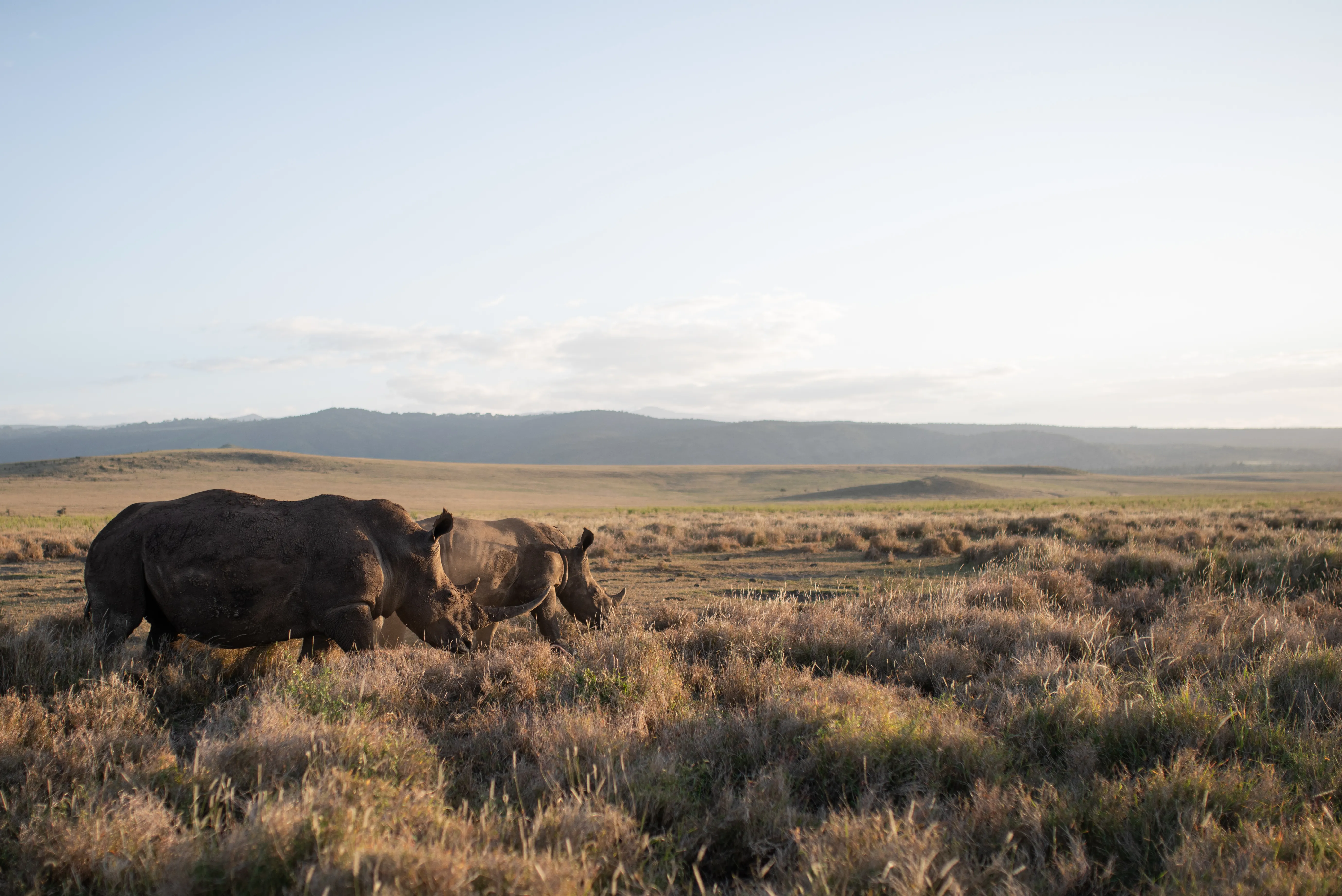 Lewa Wildlife Conservancy