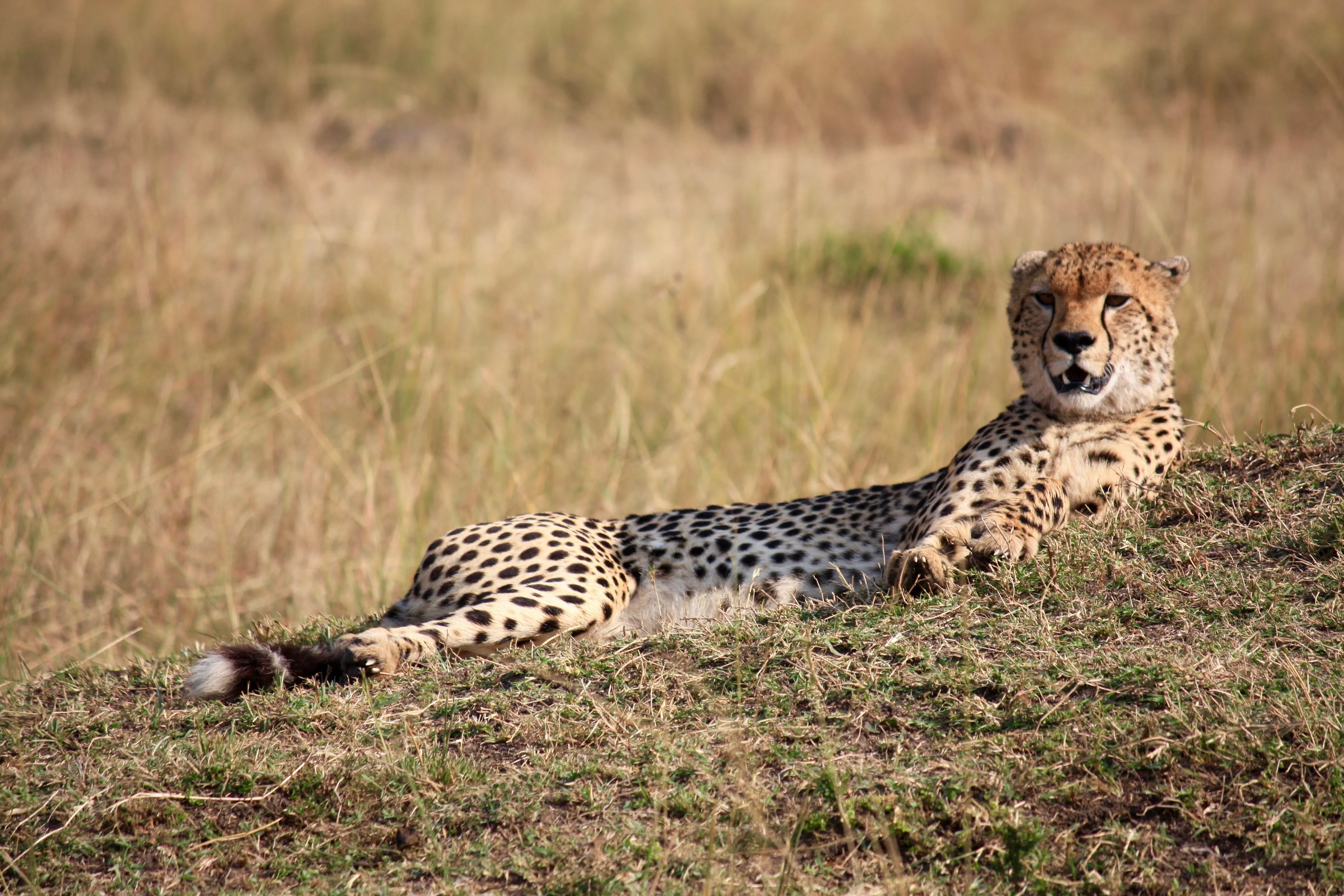 Mara North Conservancy