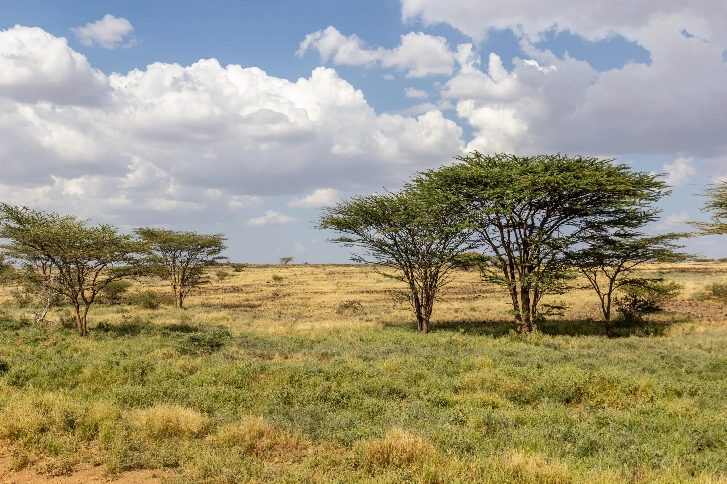 Marsabit National Park