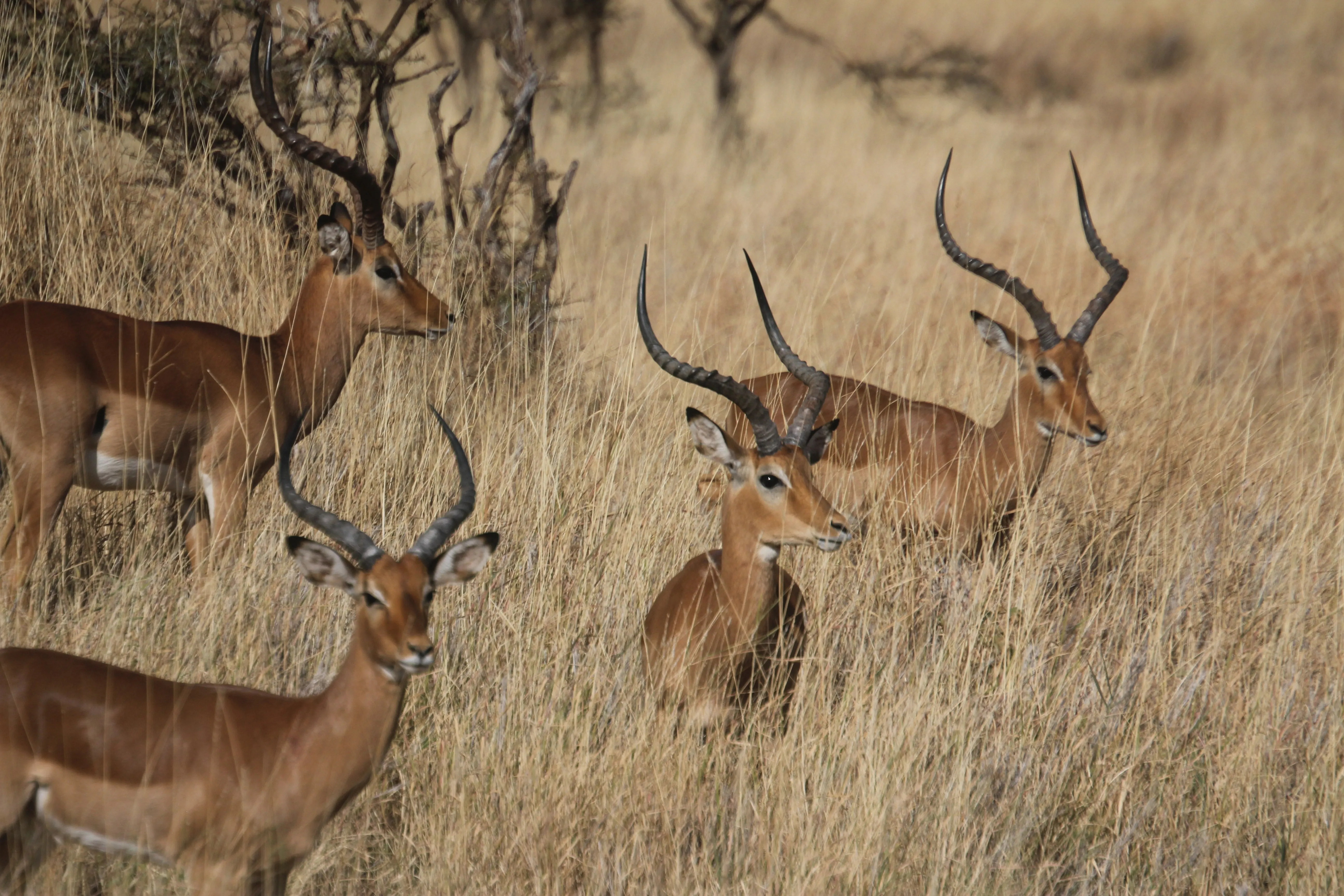 Meru National Park