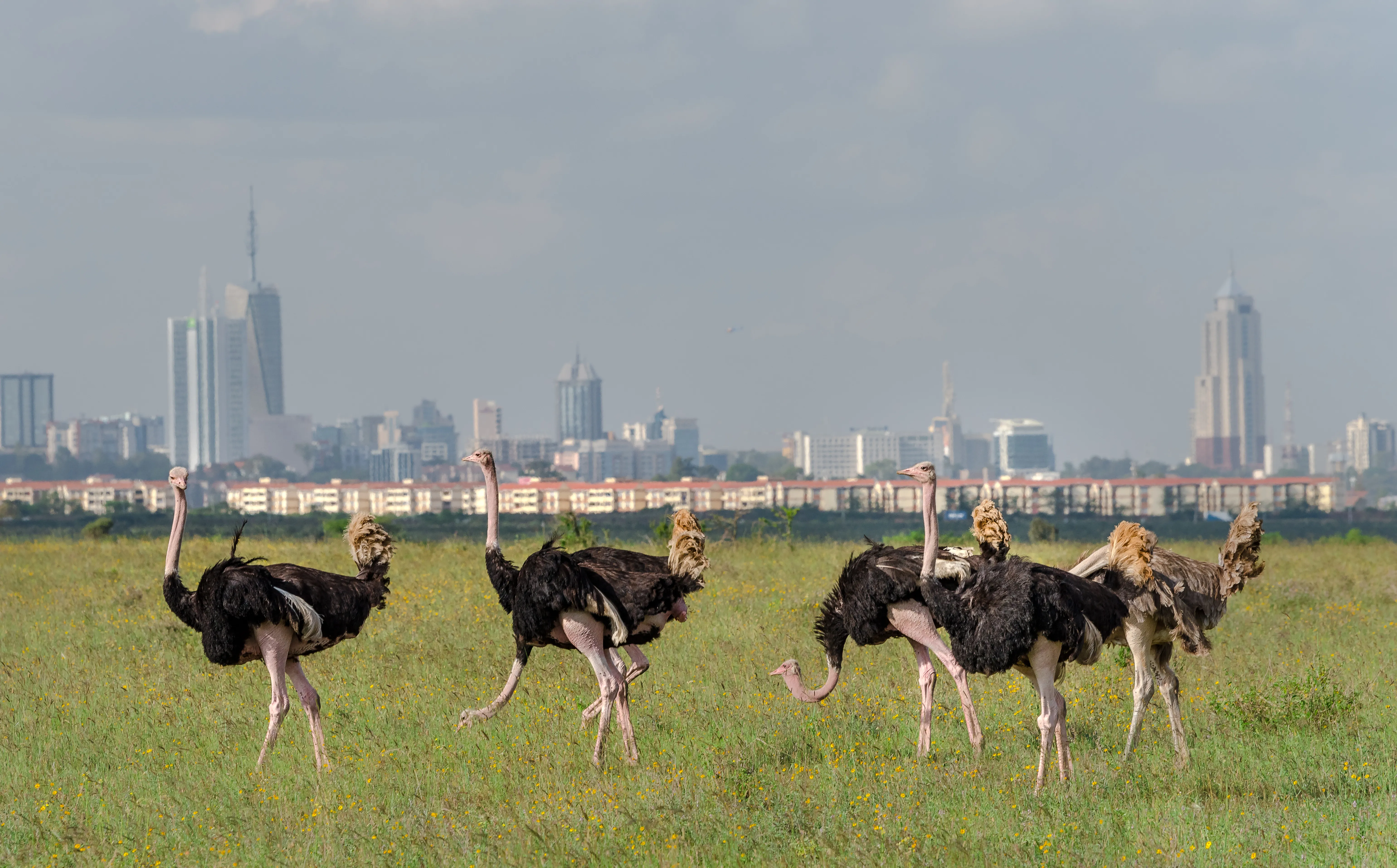 Nairobi National Park