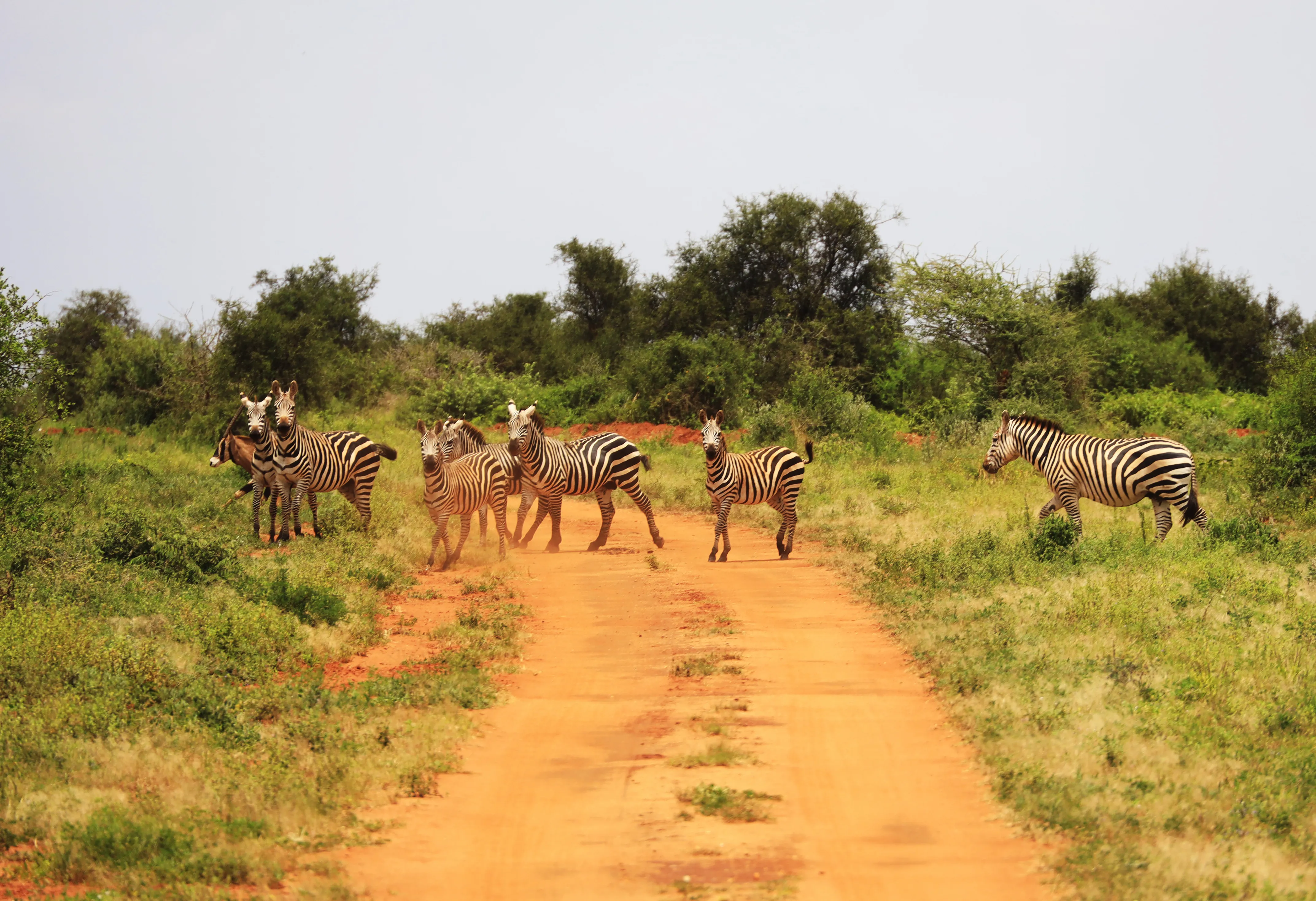 Tsavo West National Park