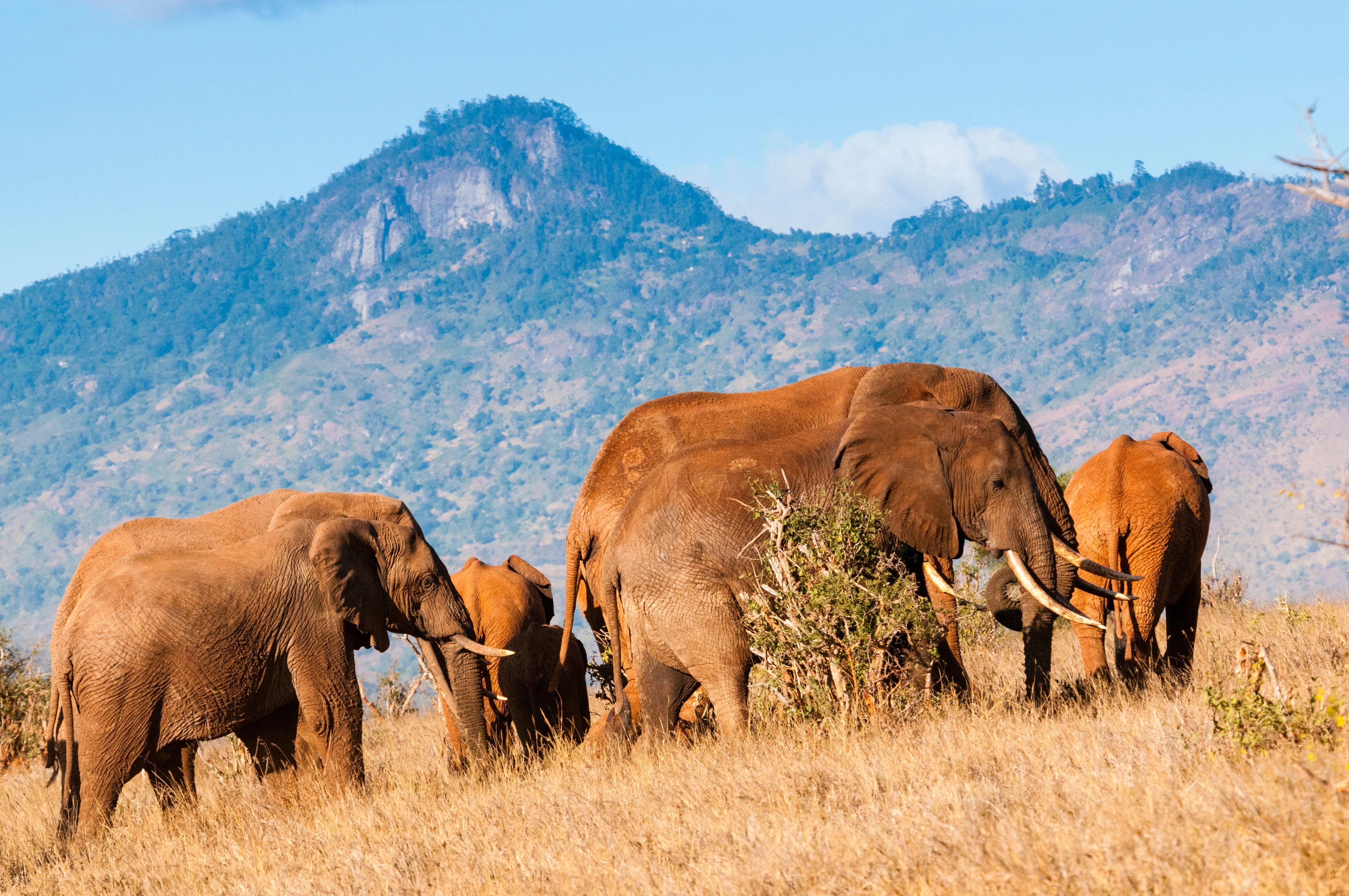 Taita Hills Wildlife Sanctuary