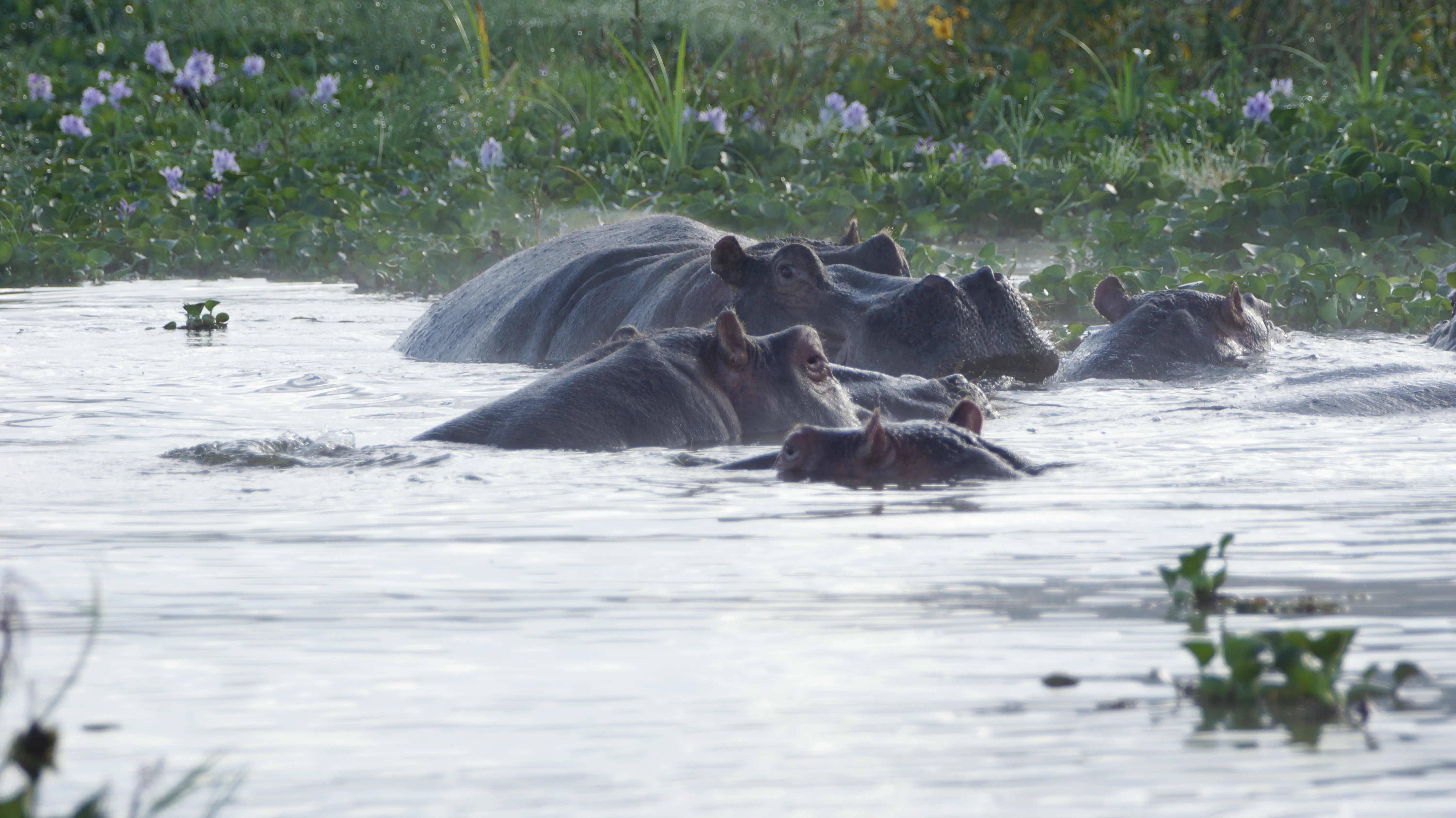 Saiwa Swamp National Park