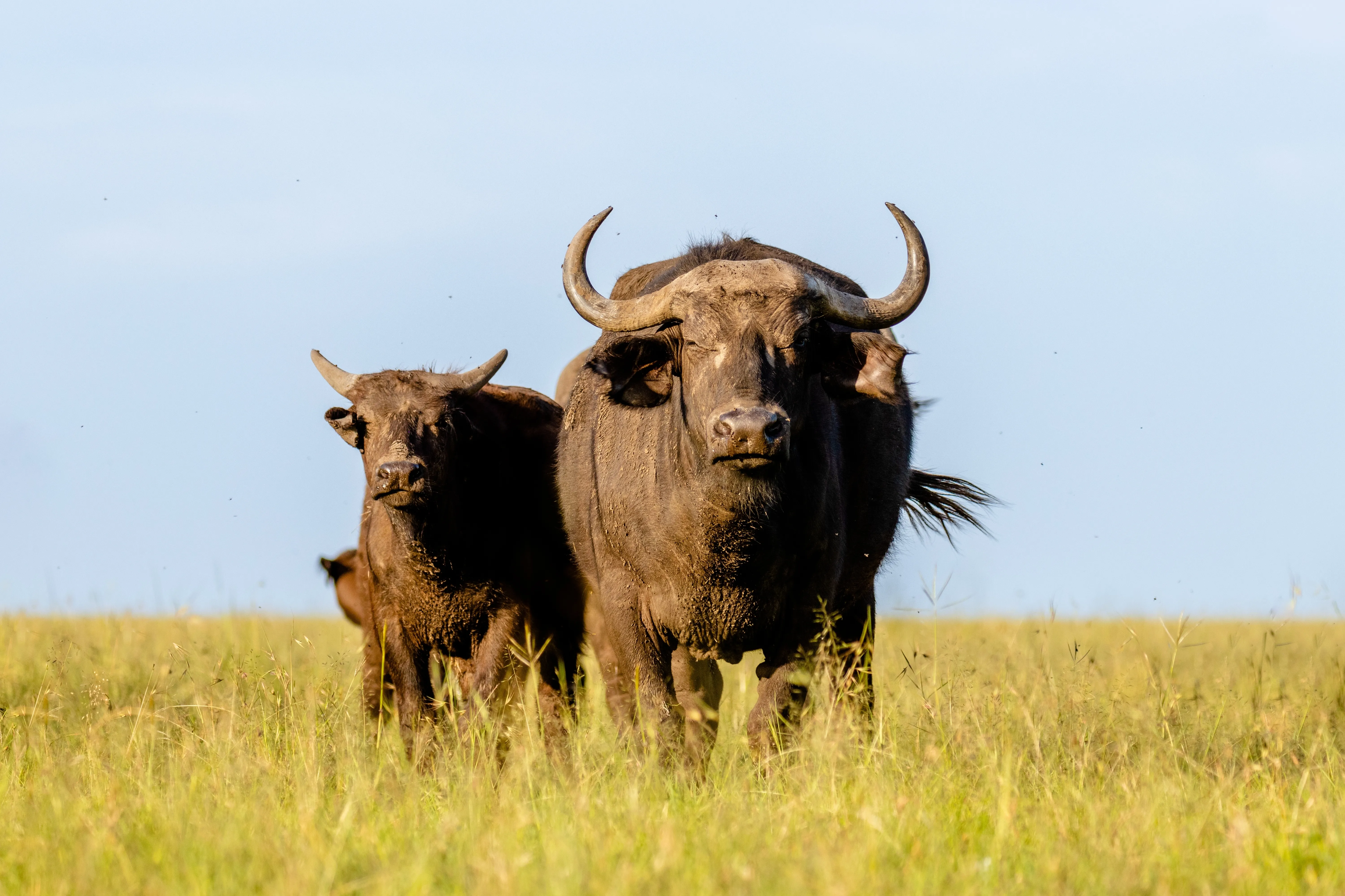 Mara Naboisho Conservancy