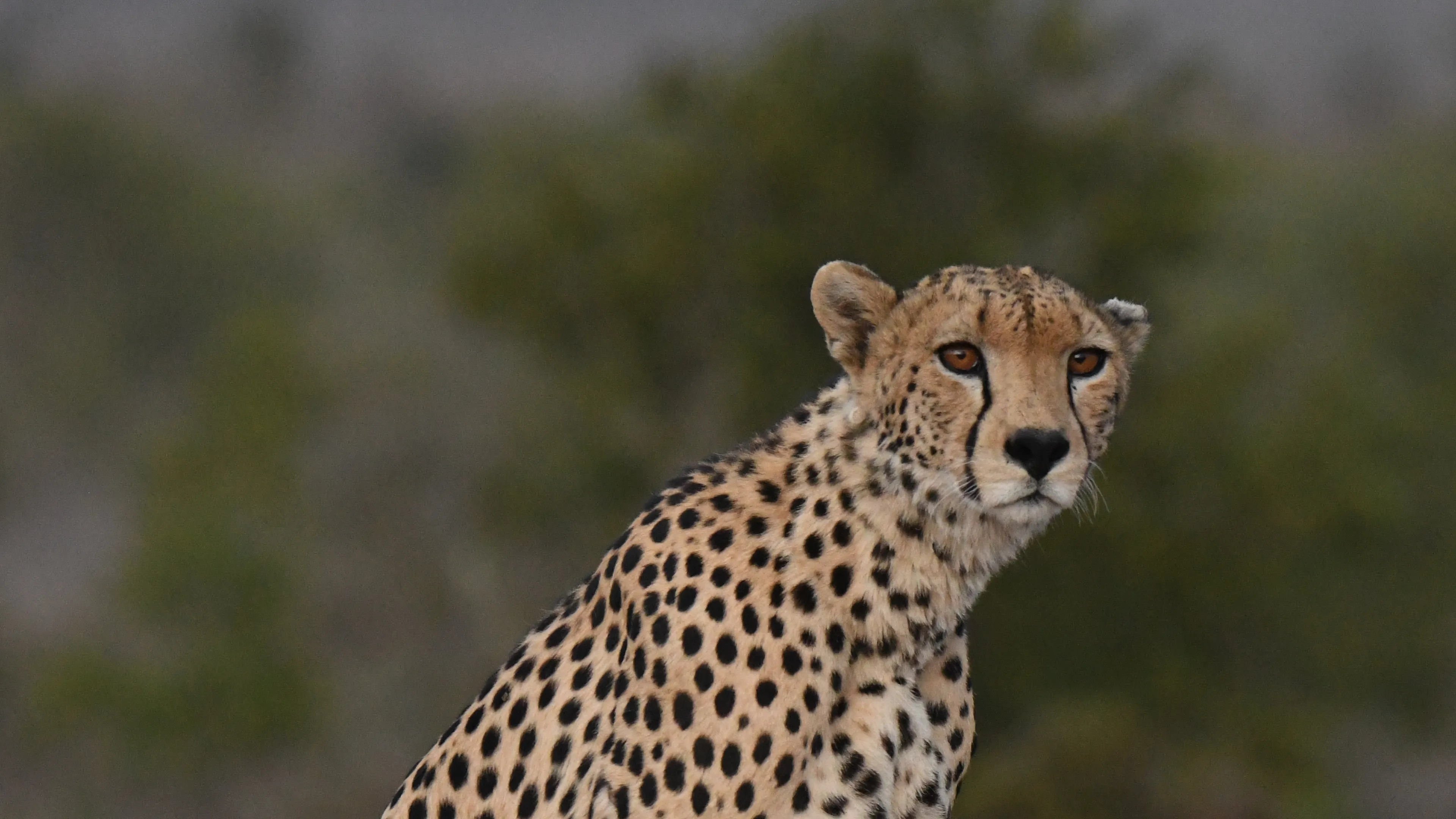 Loisaba Conservancy