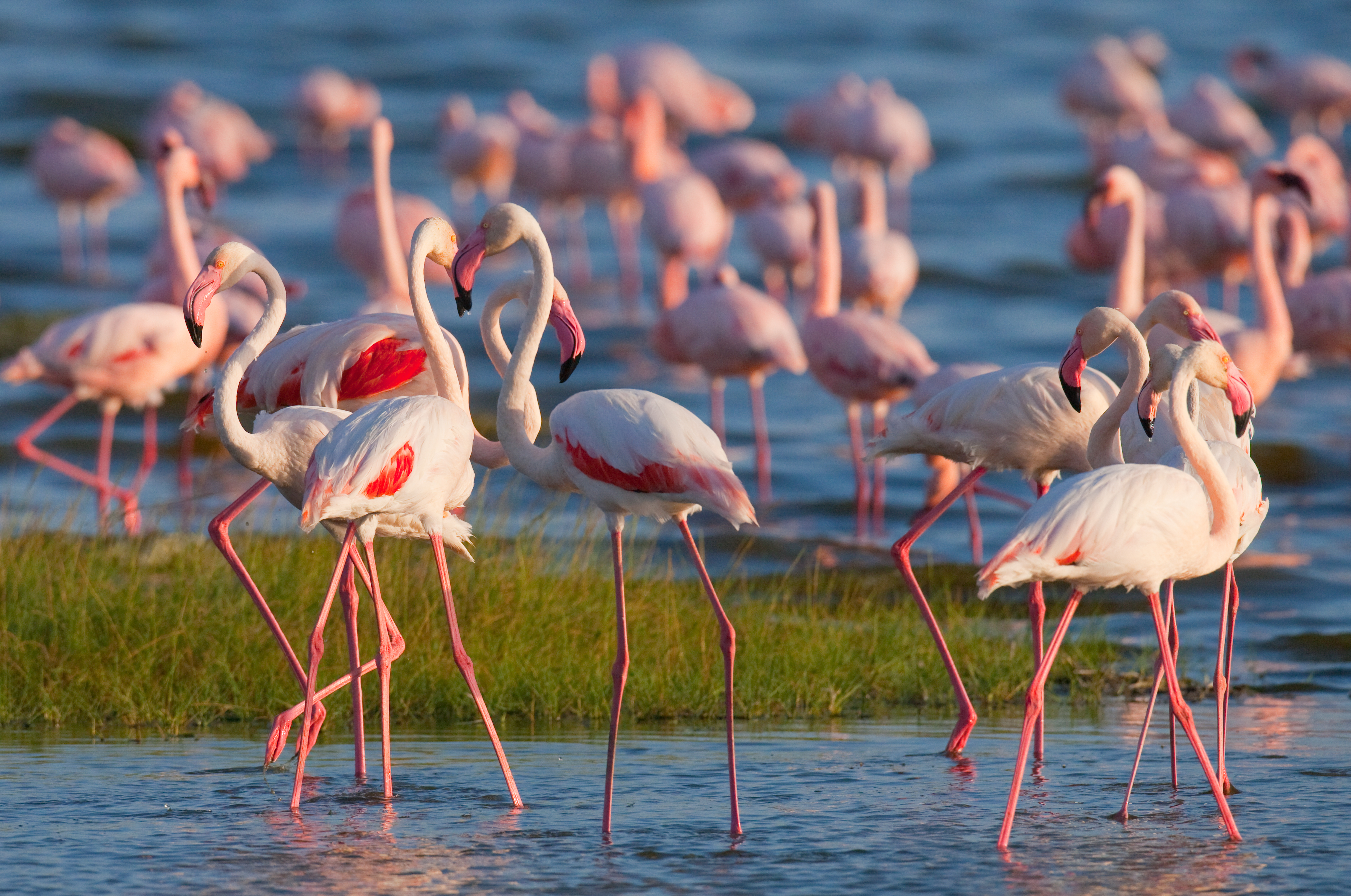 Lake Bogoria National Reserve