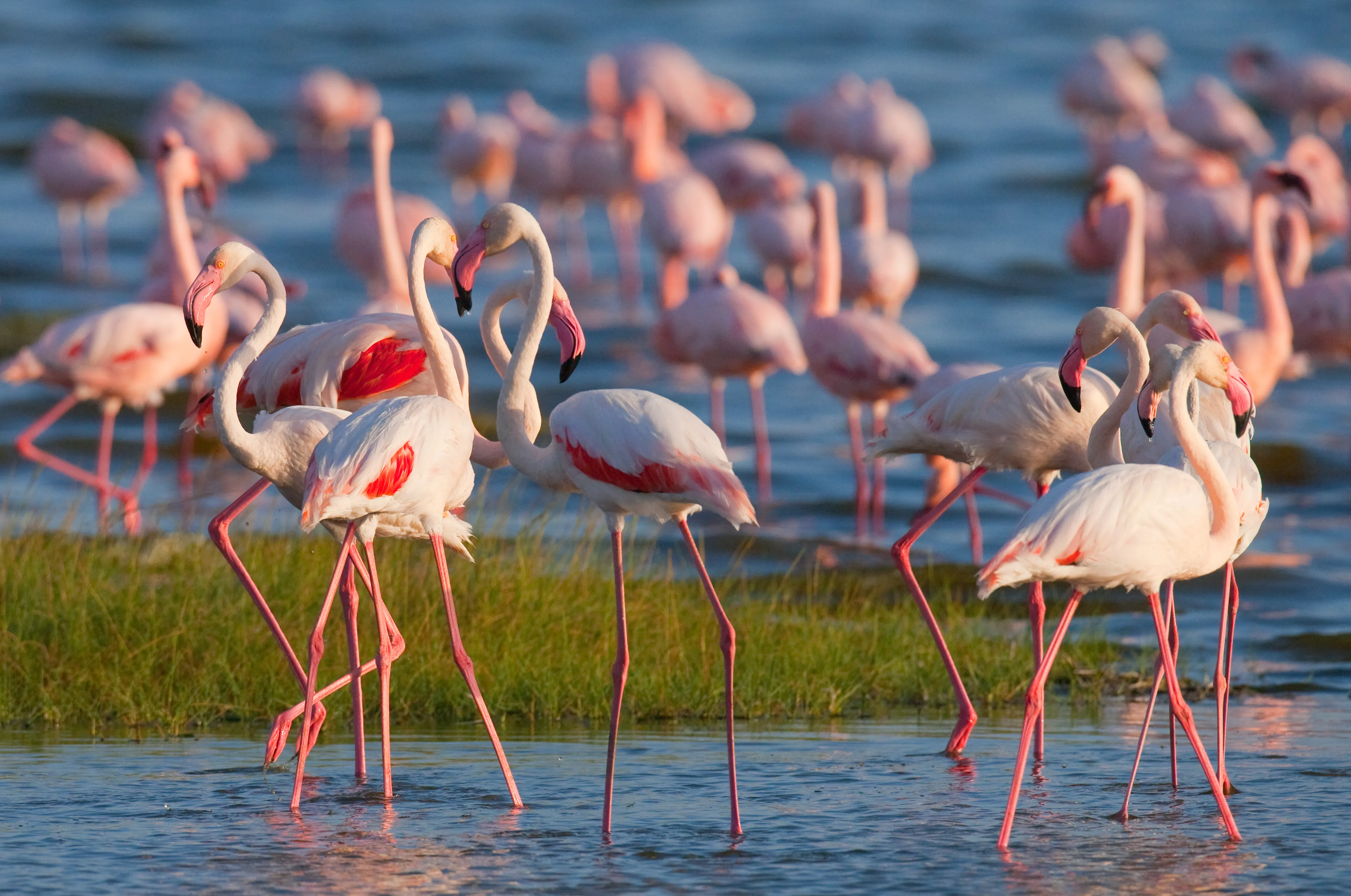 Lake Bogoria National Reserve