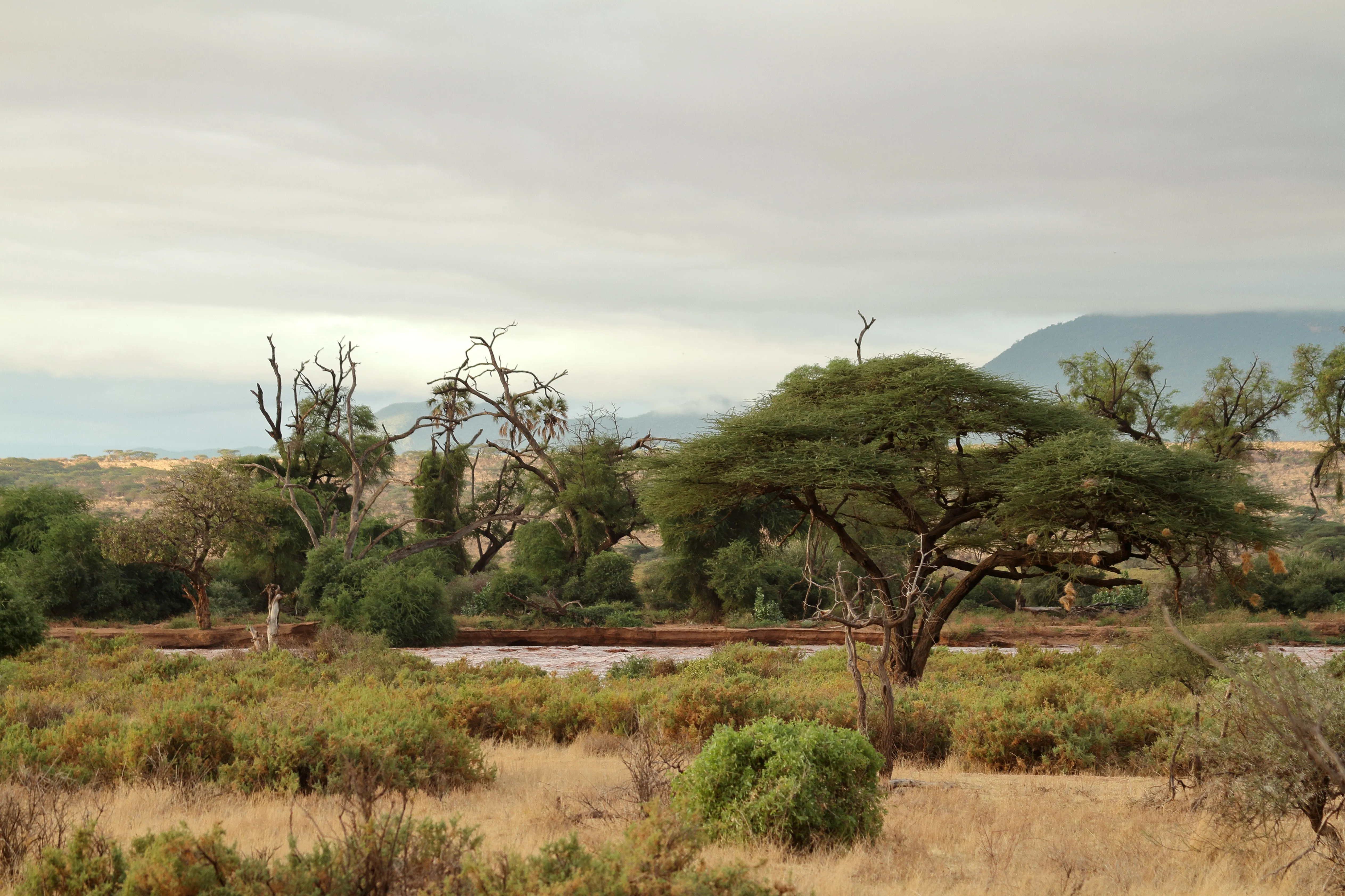 Borana Conservancy
