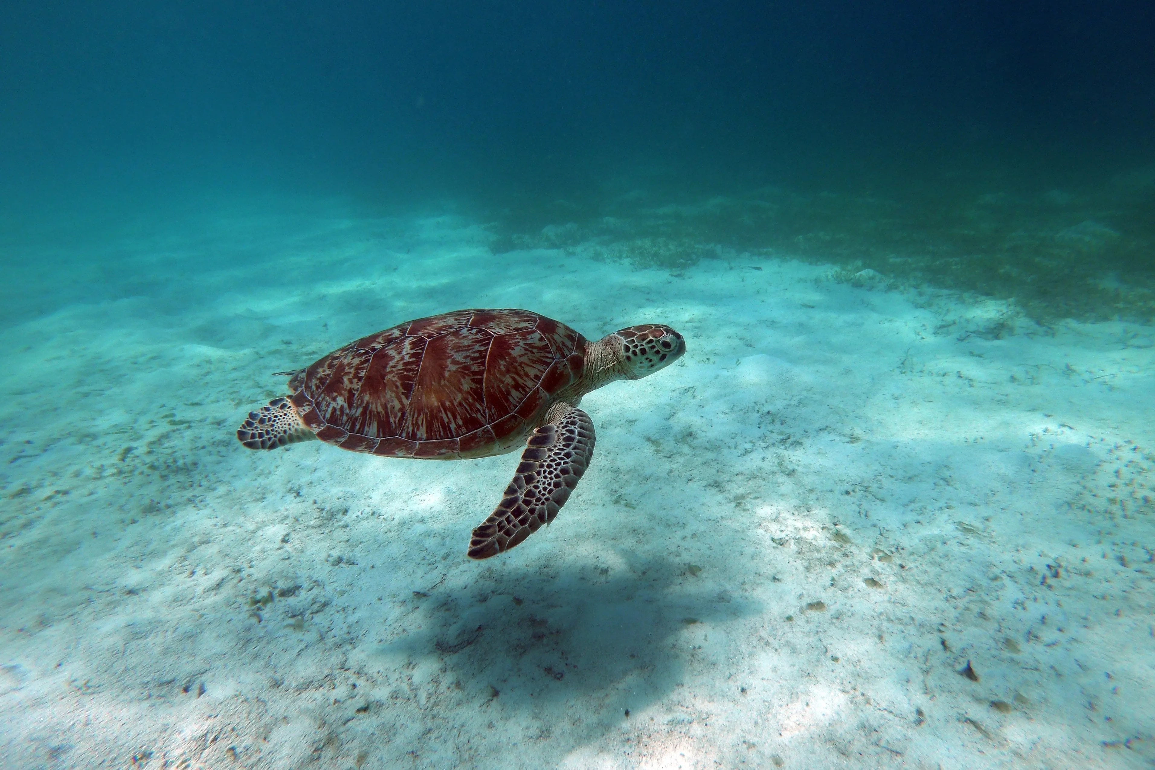 Kisite-Mpunguti Marine National Park