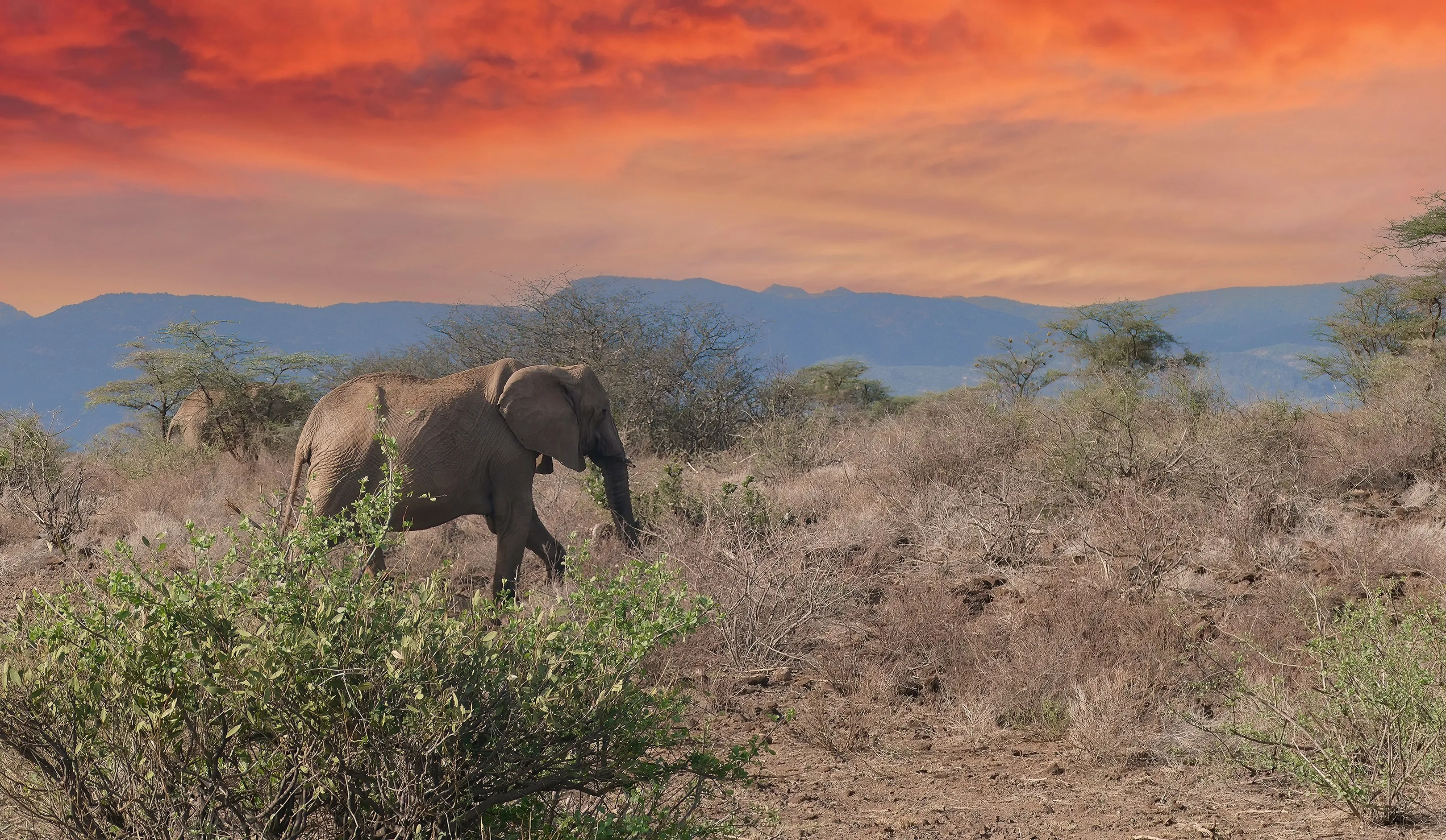 Shaba National Reserve