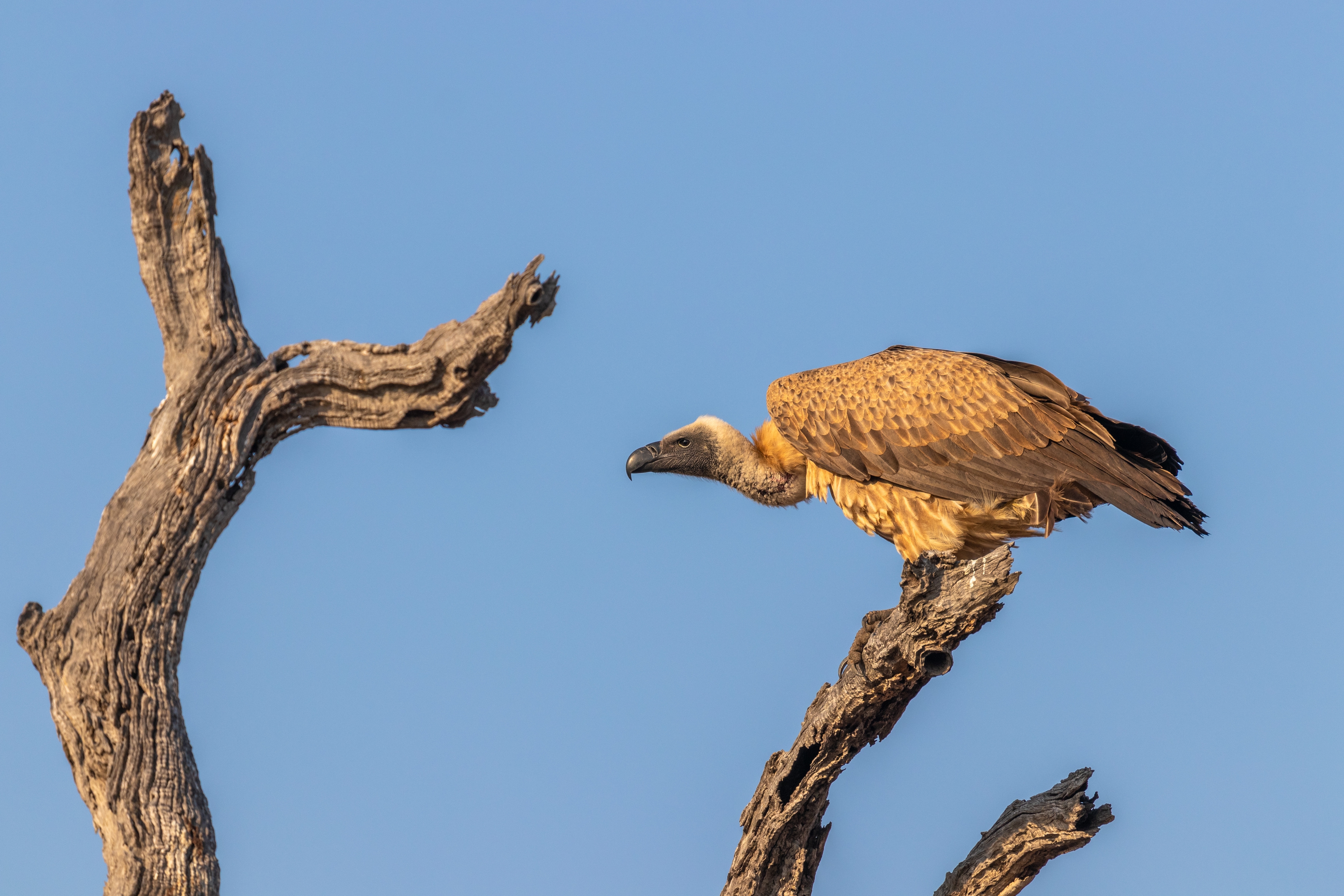 Timbavati Nature Reserve