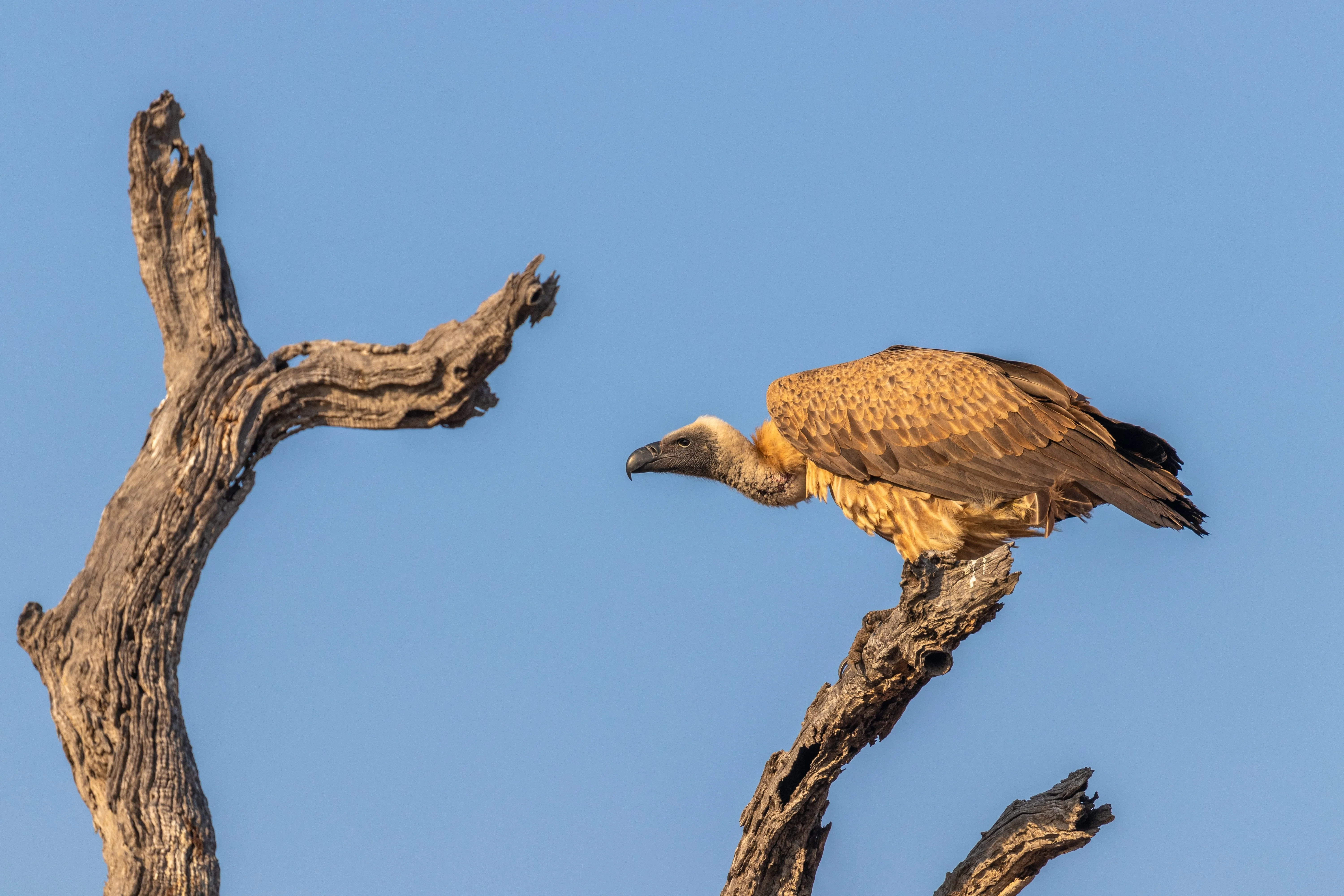Timbavati Nature Reserve
