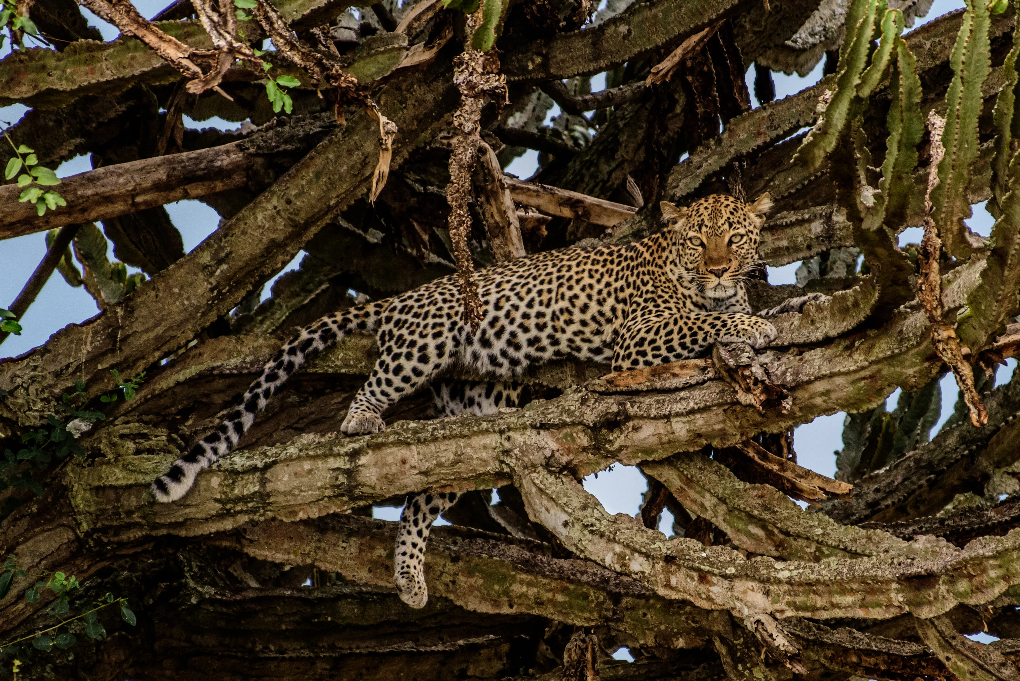 Singita Sabi Sand Game Reserve