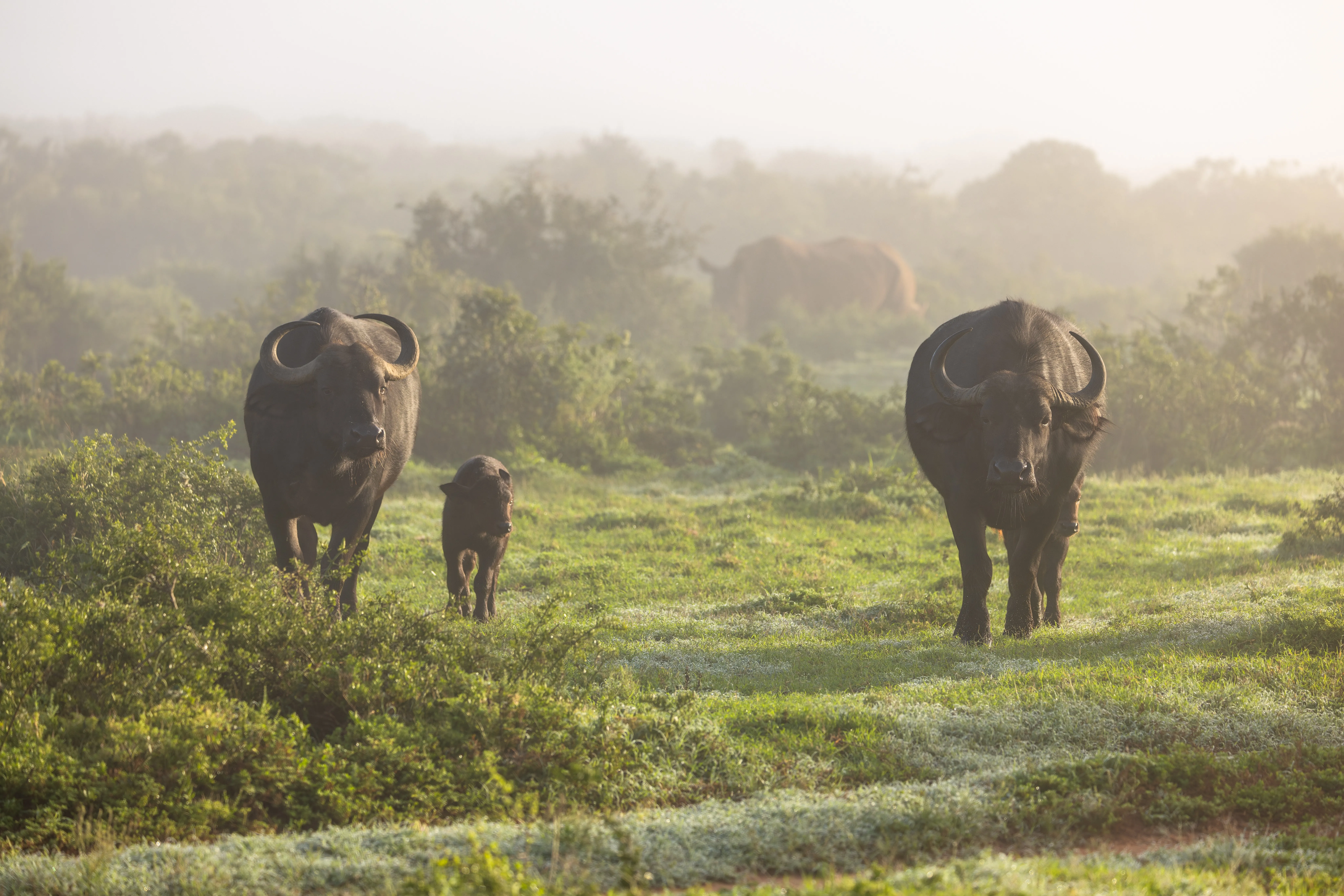 Shamwari Private Game Reserve