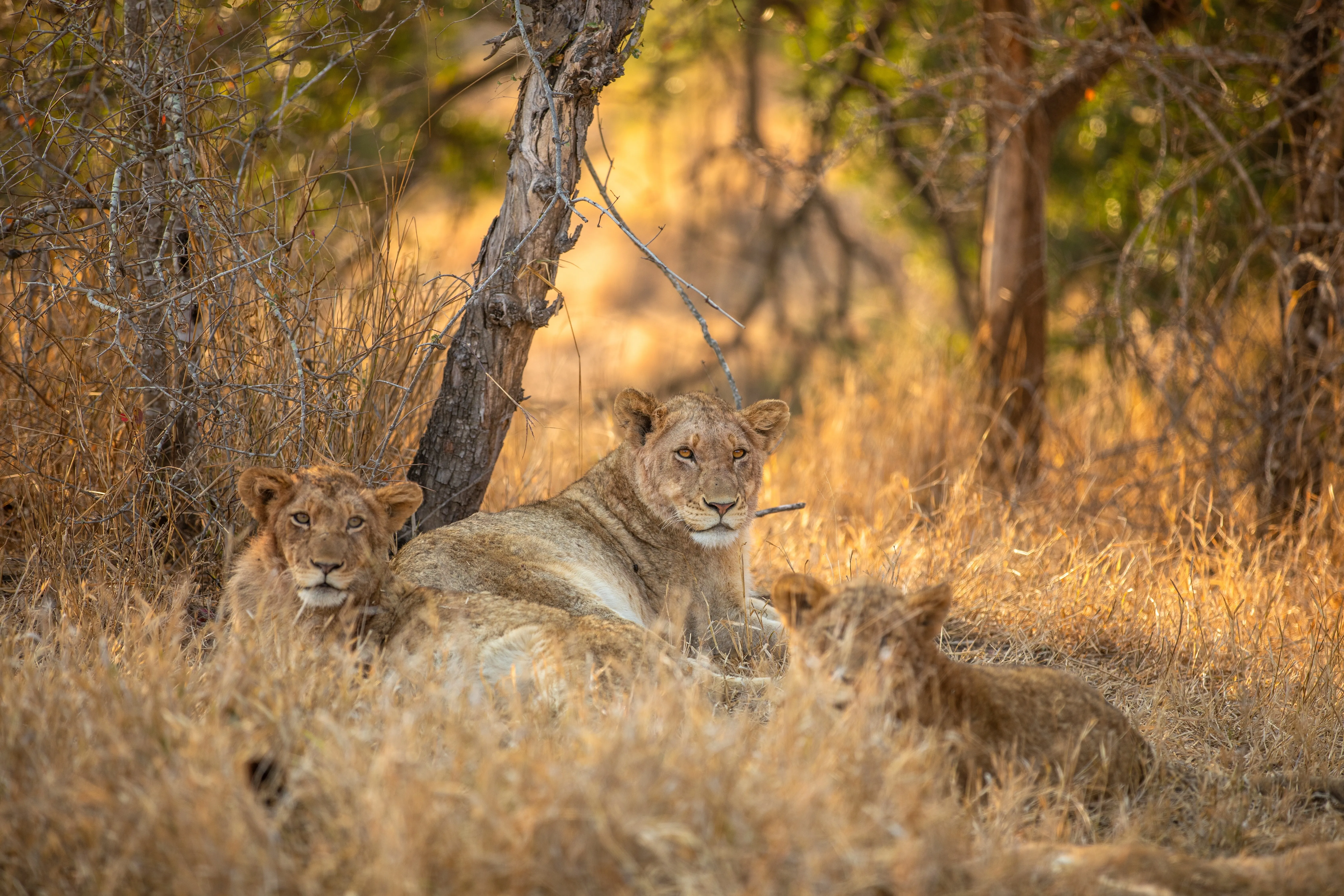 Sabi Sabi Private Game Reserve