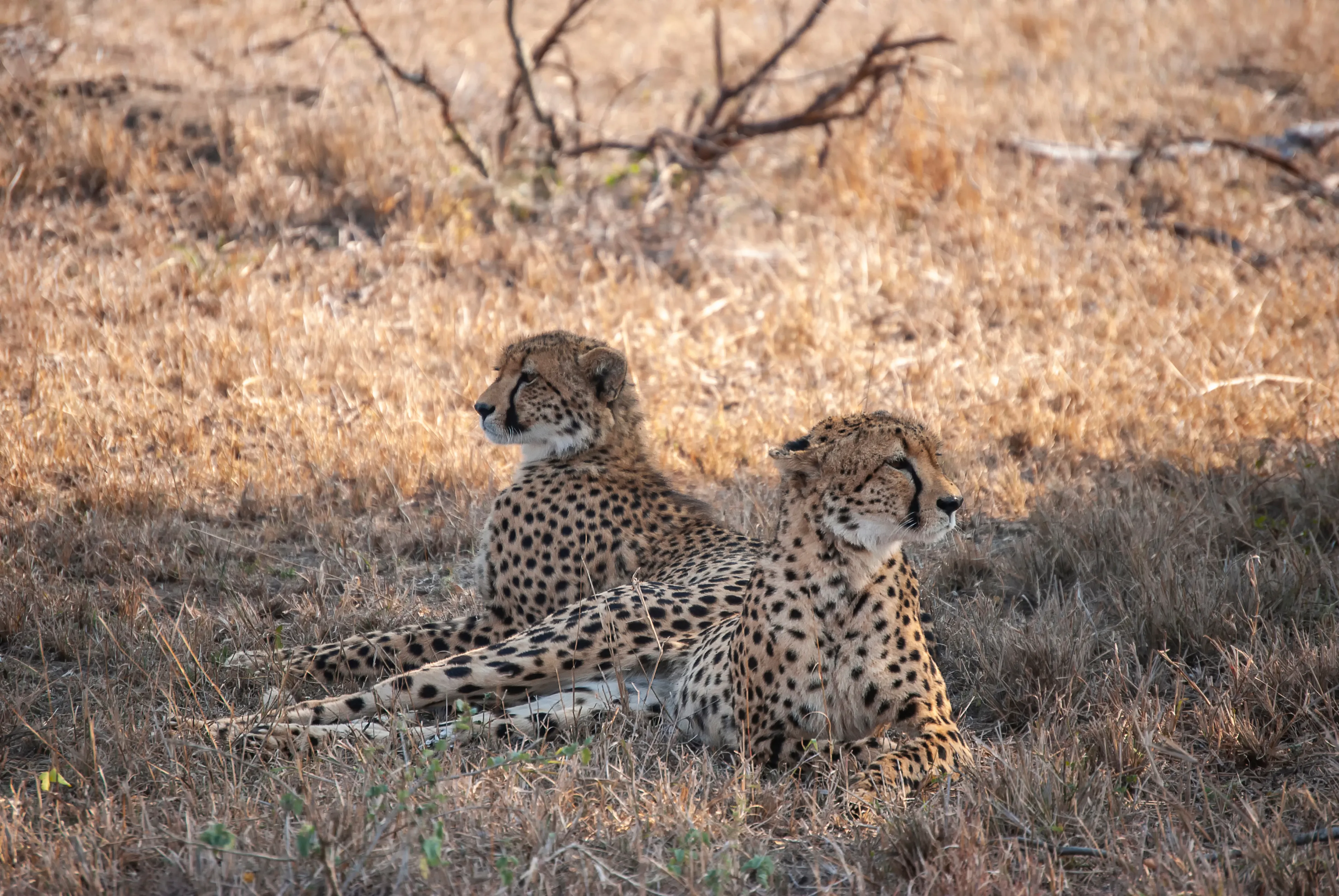 MalaMala Game Reserve