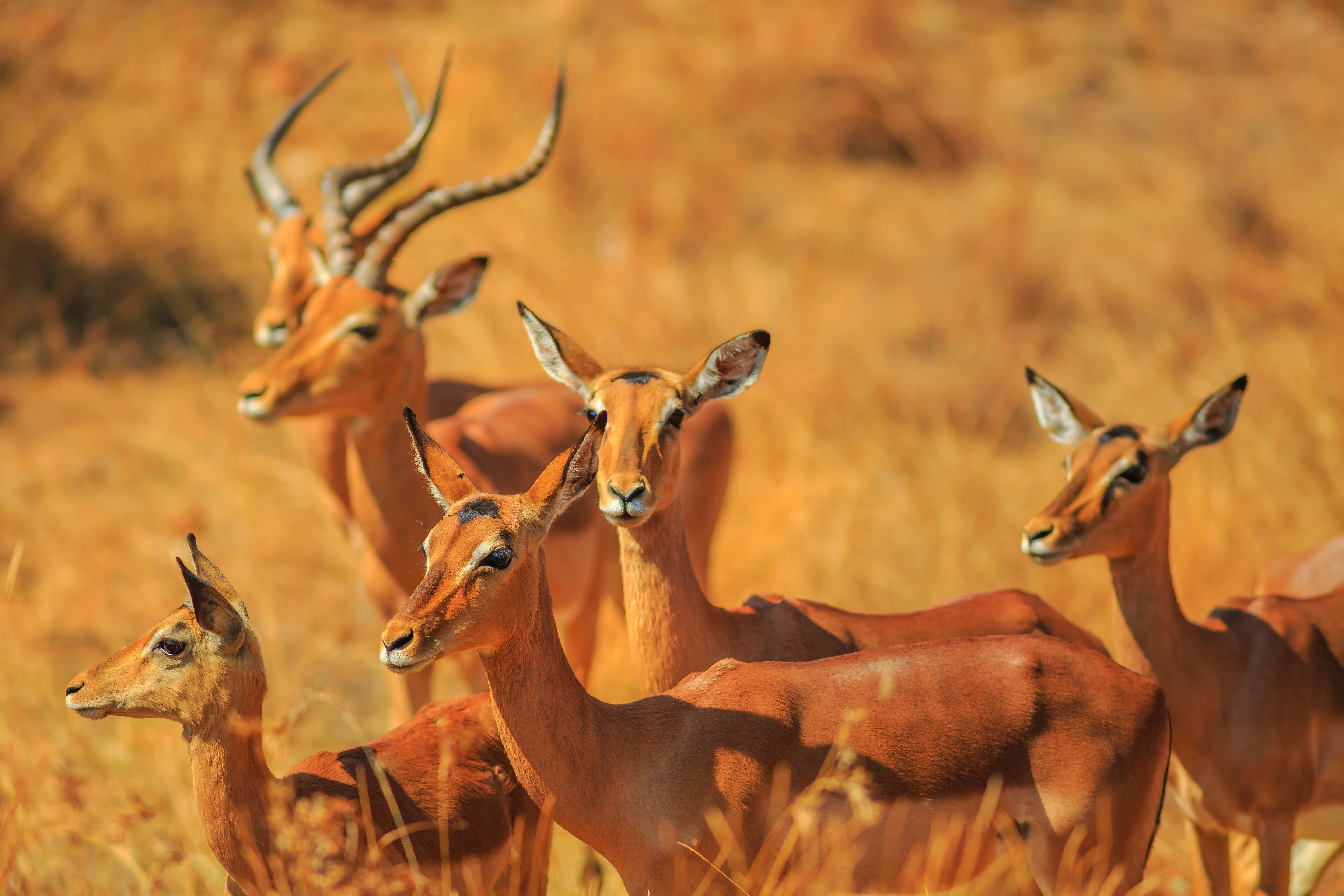 Madikwe Game Reserve
