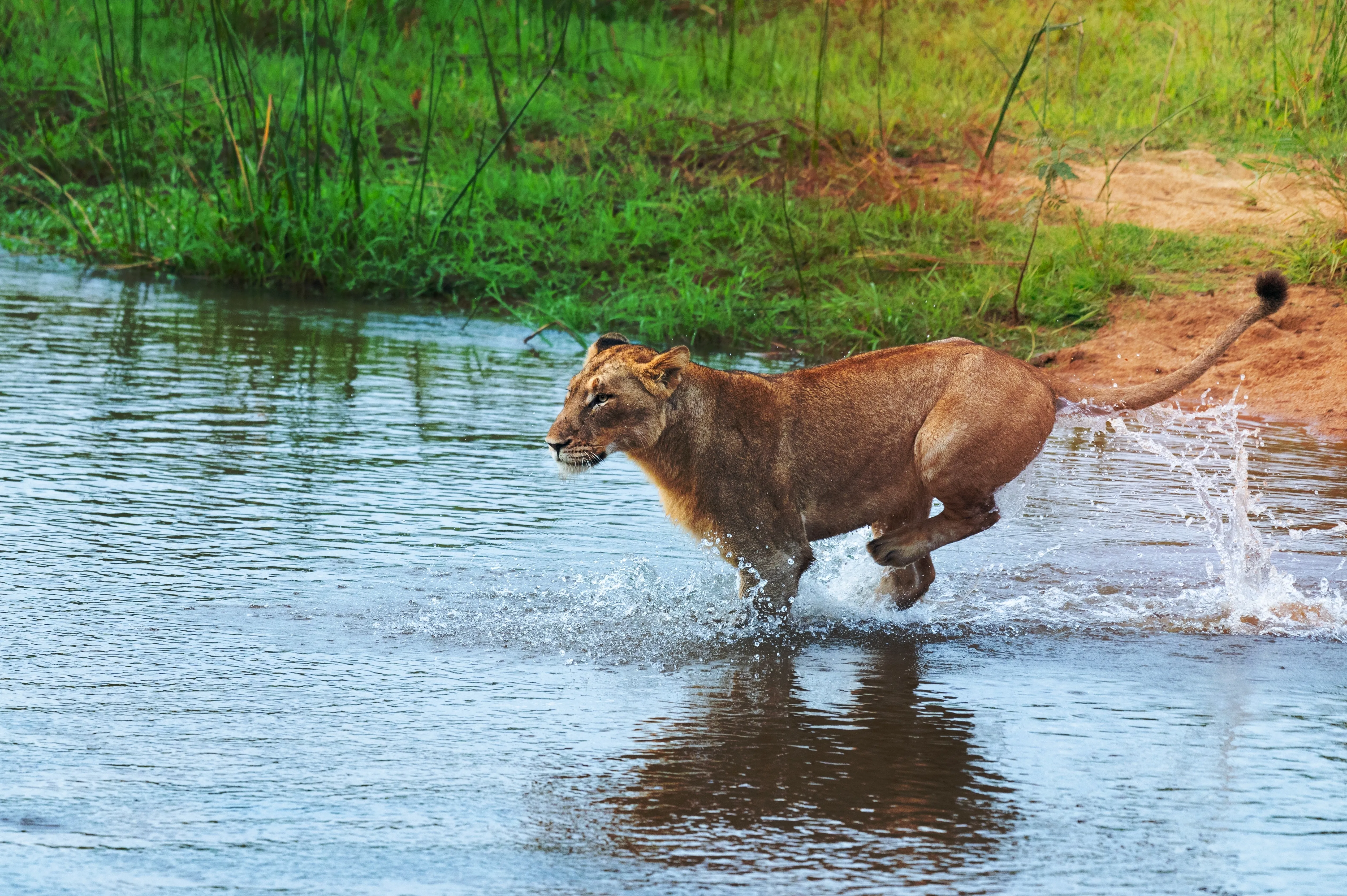 Londolozi Private Game Reserve