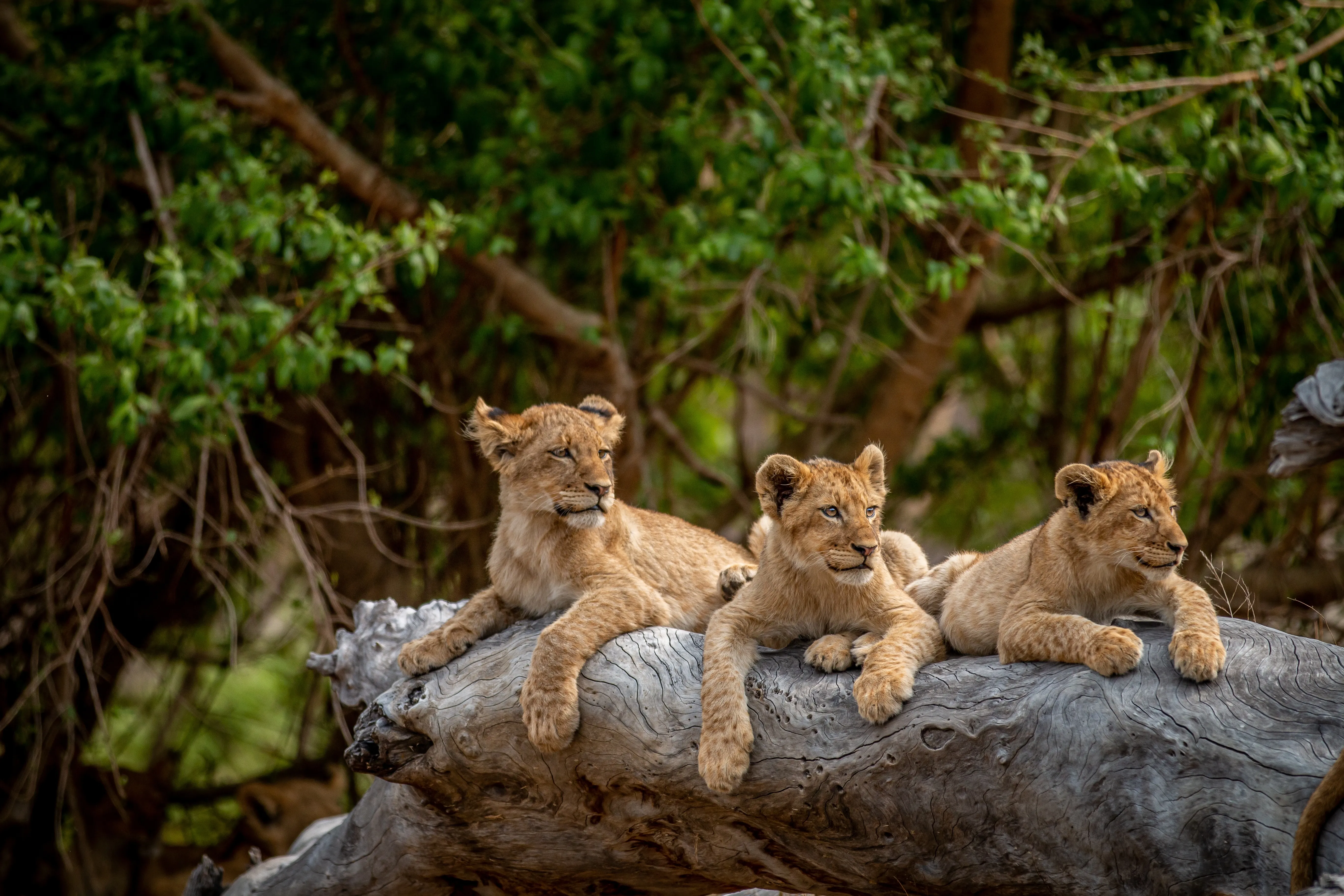 Kruger National Park