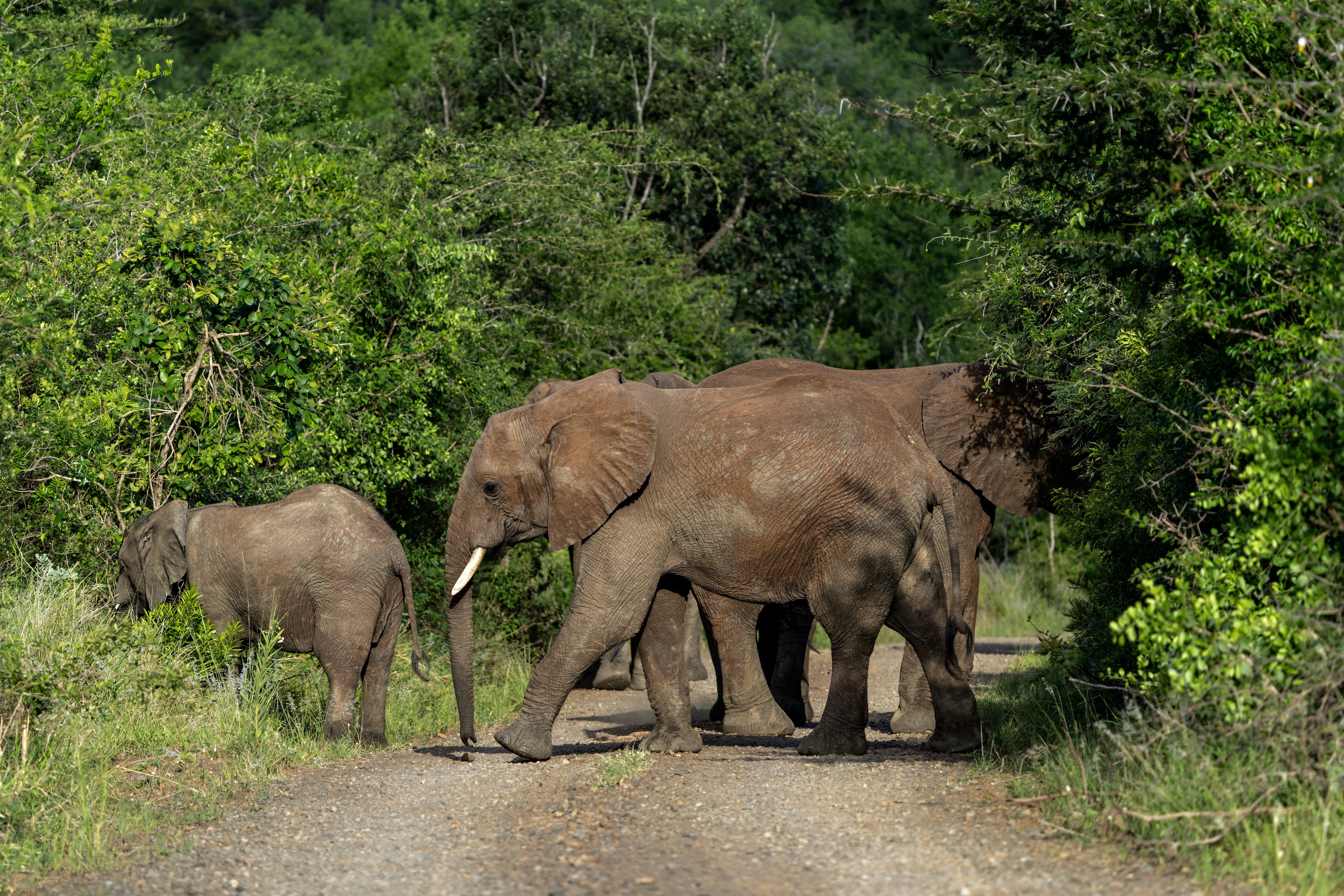 Hluhluwe-iMfolozi Park