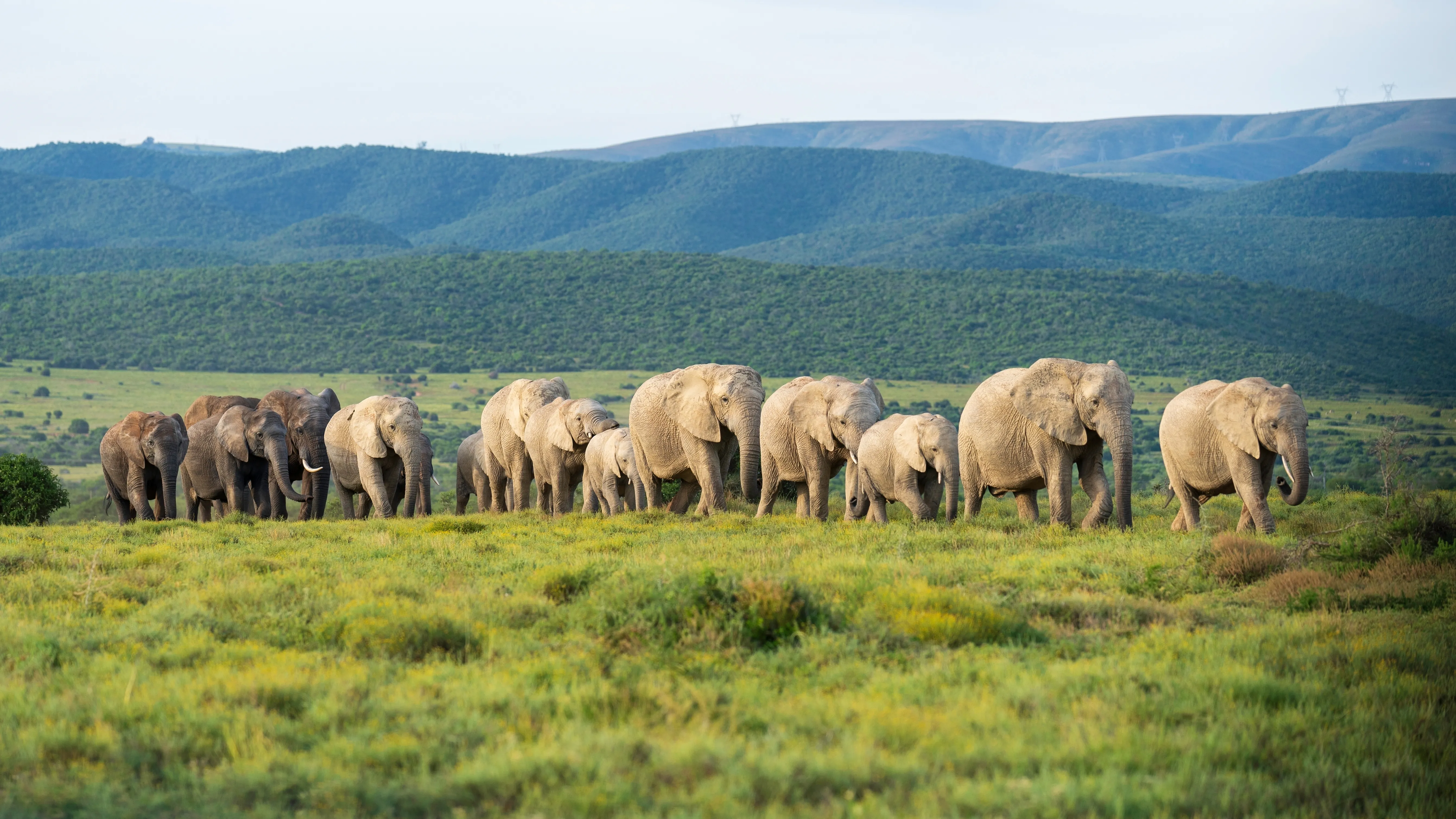 Addo Elephant National Park