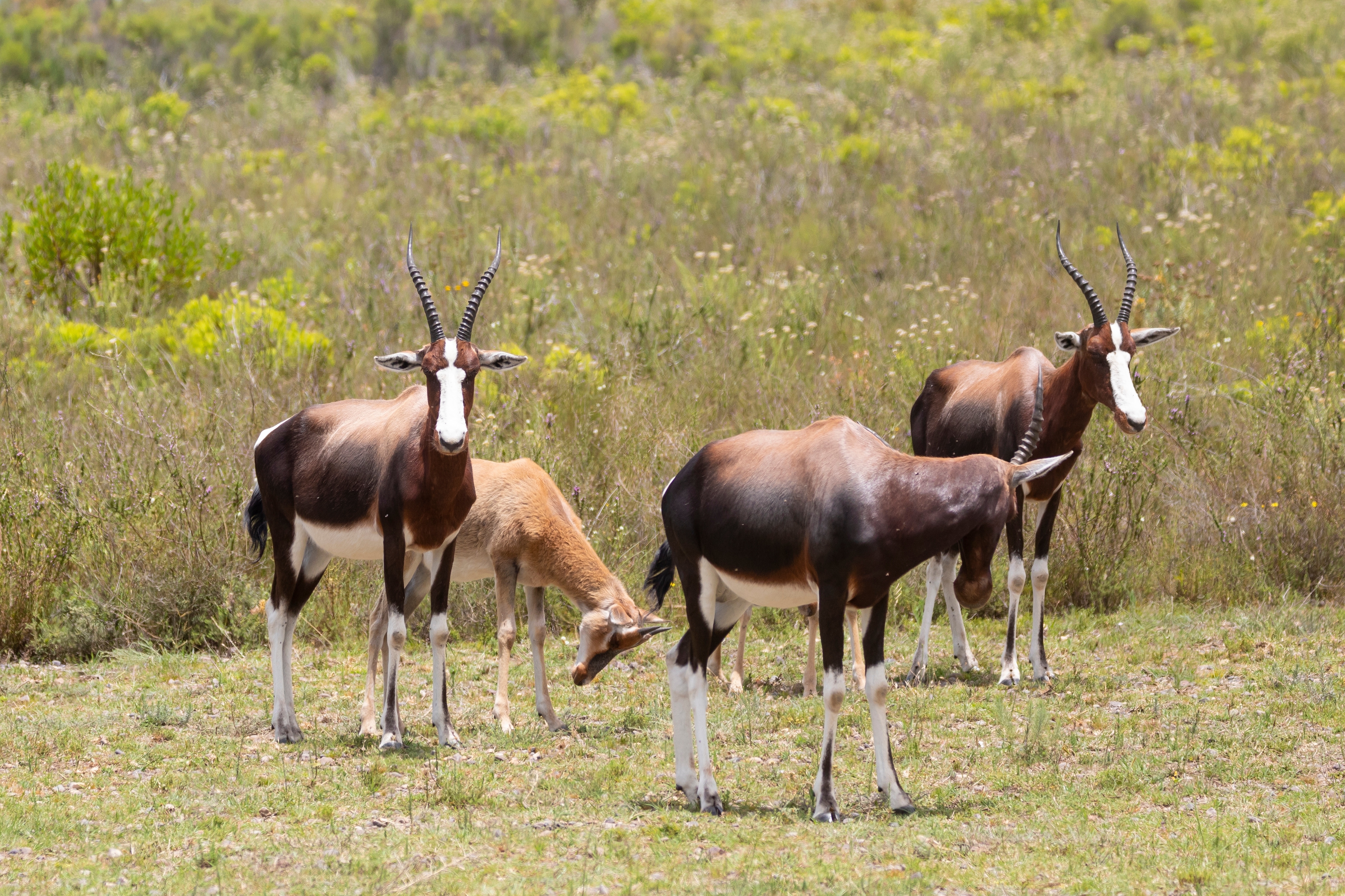 Bontebok National Park