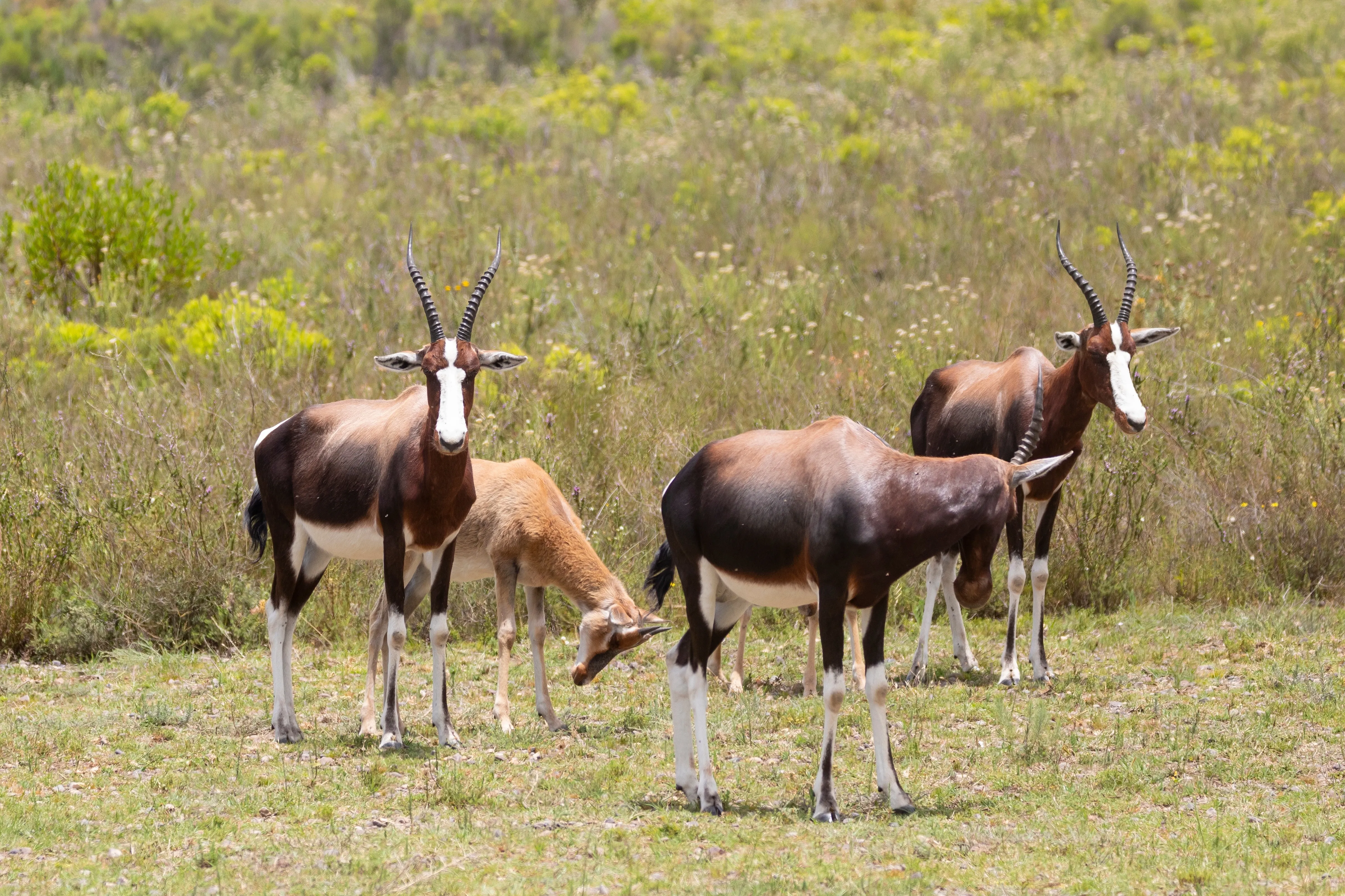 Bontebok National Park