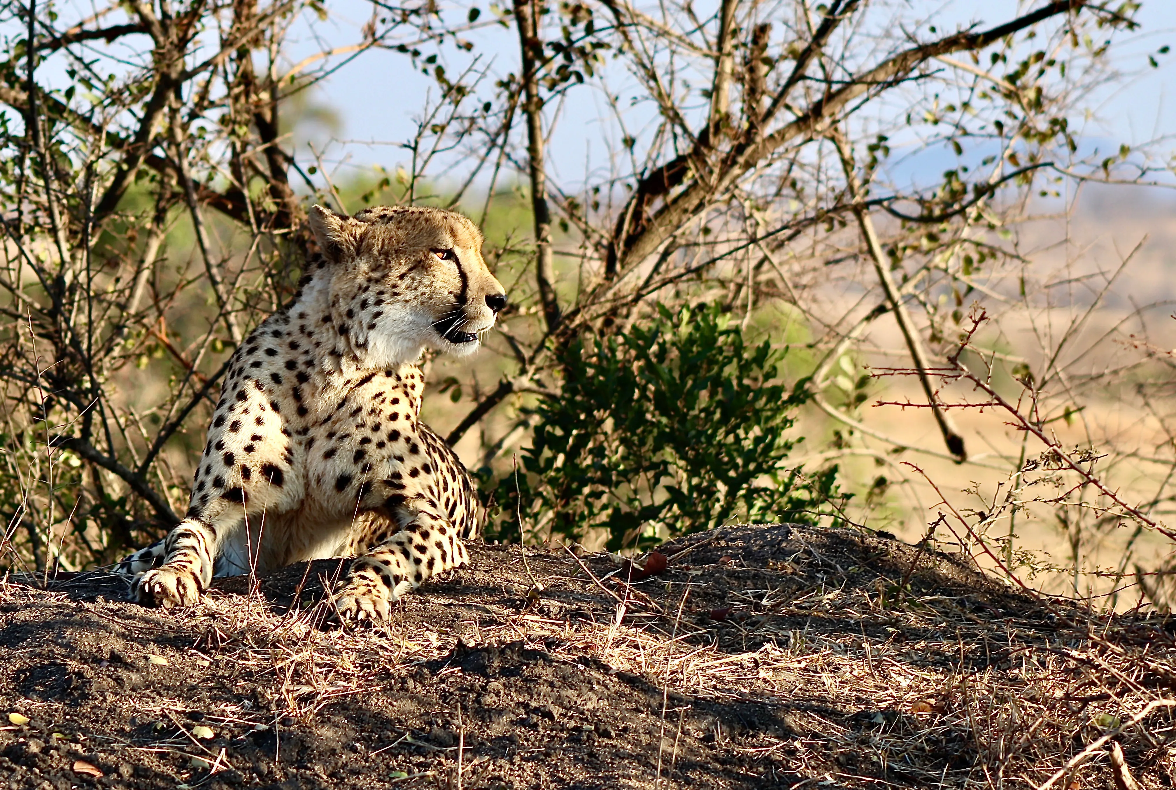 Dulini Game Reserve