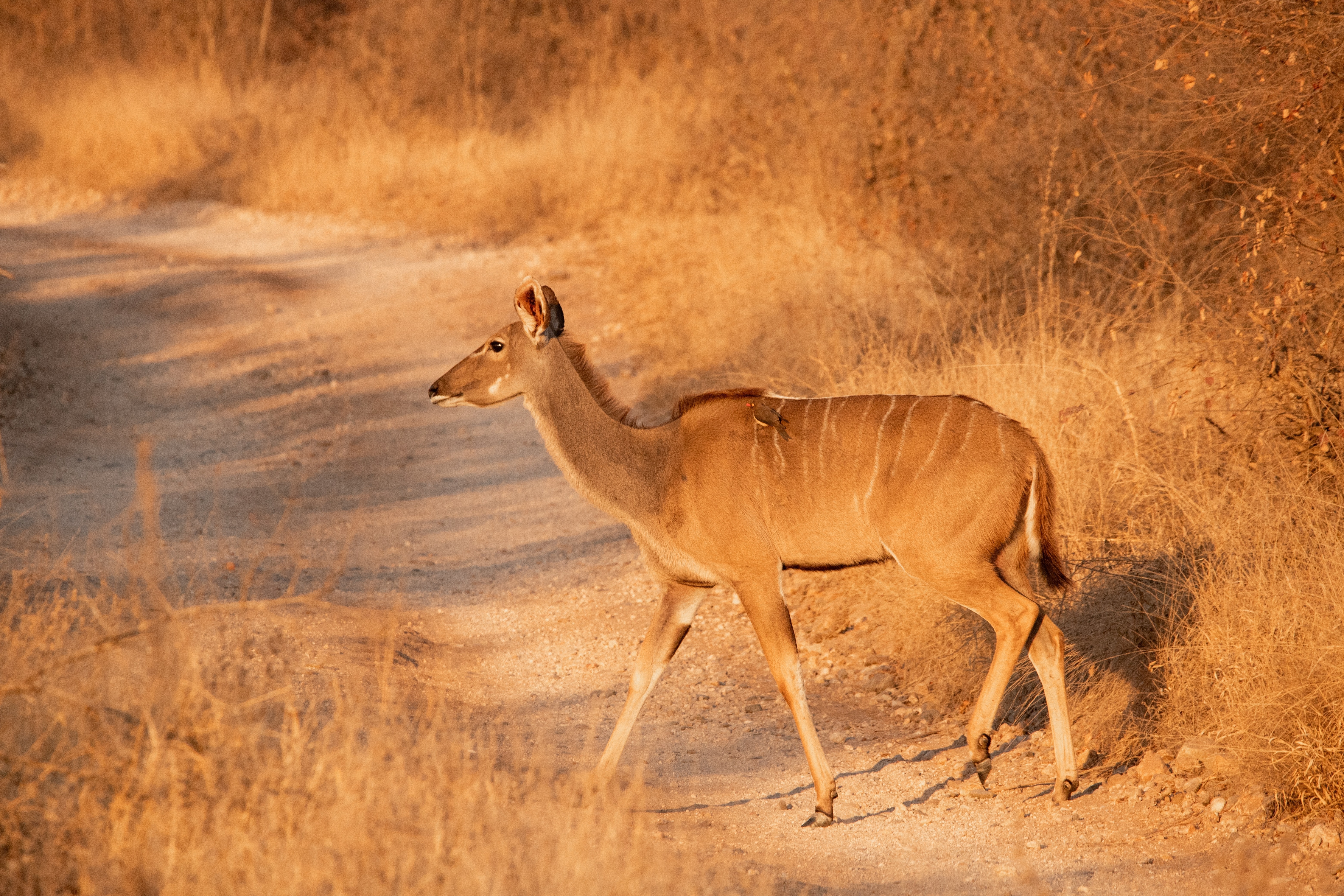Greater Makalali Private Game Reserve