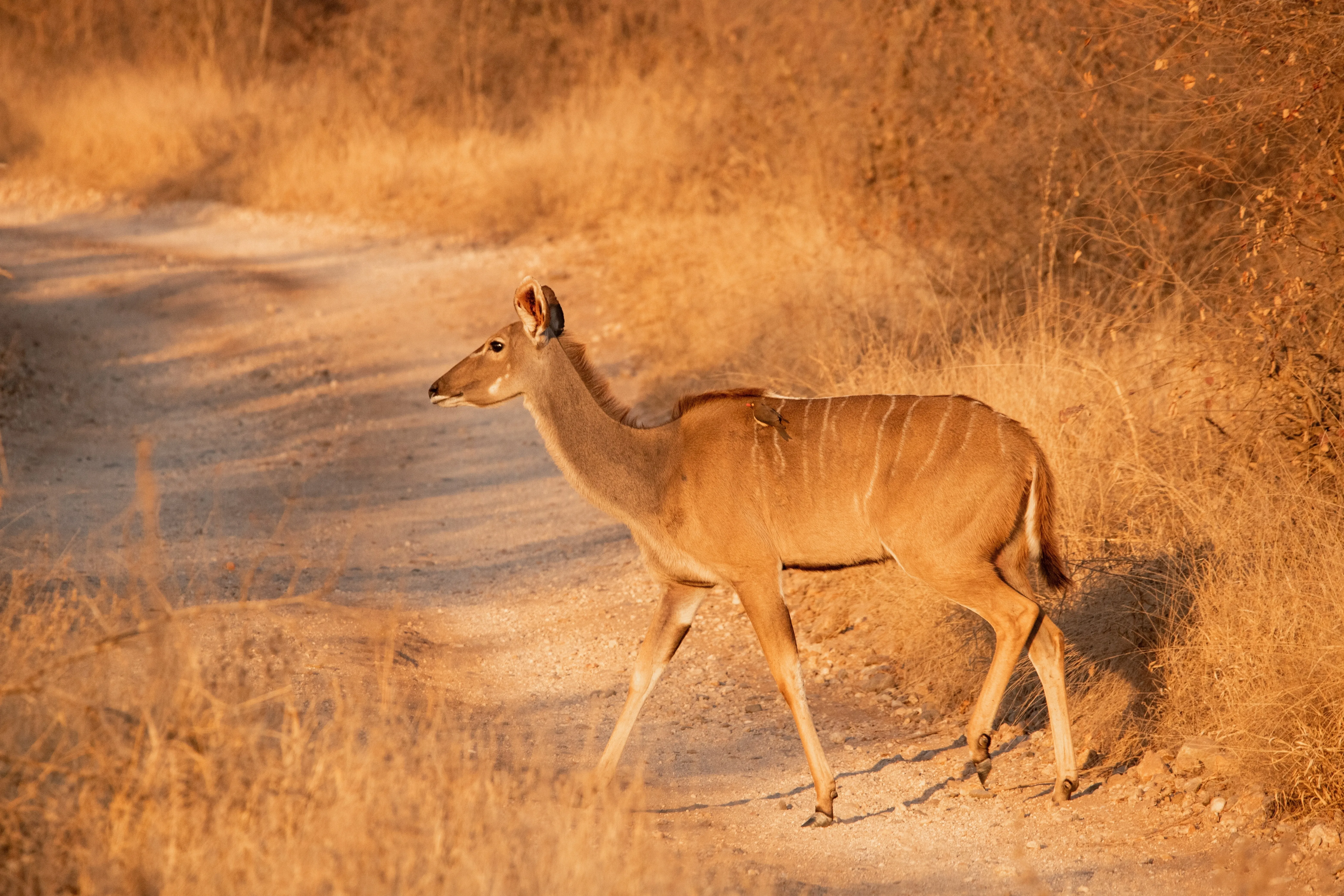 Greater Makalali Private Game Reserve